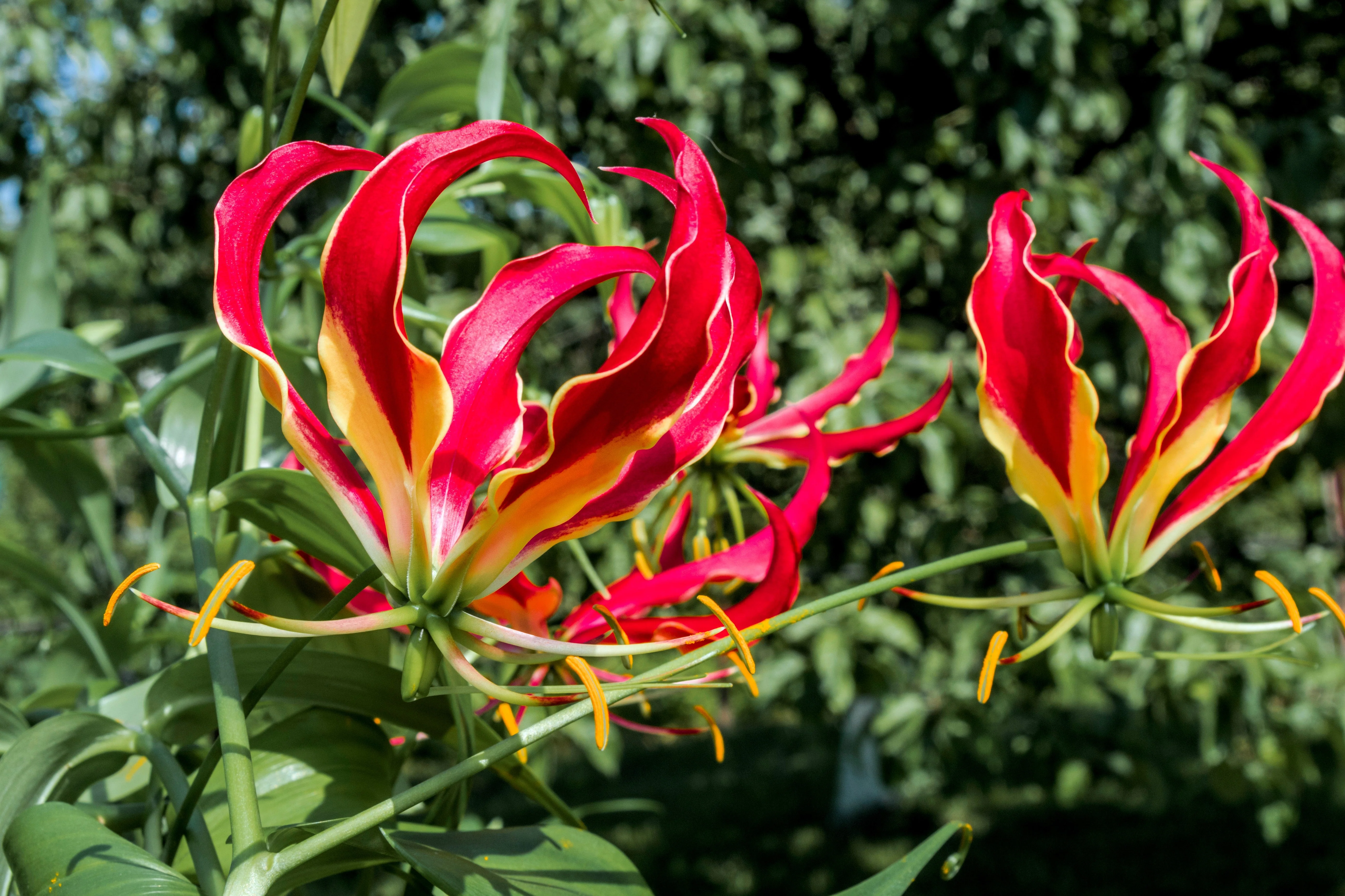 10 RED GLORIOSA LILY Flame Lily Gloriosa Superba Red & Yellow Flower Vine Seeds - Image 10