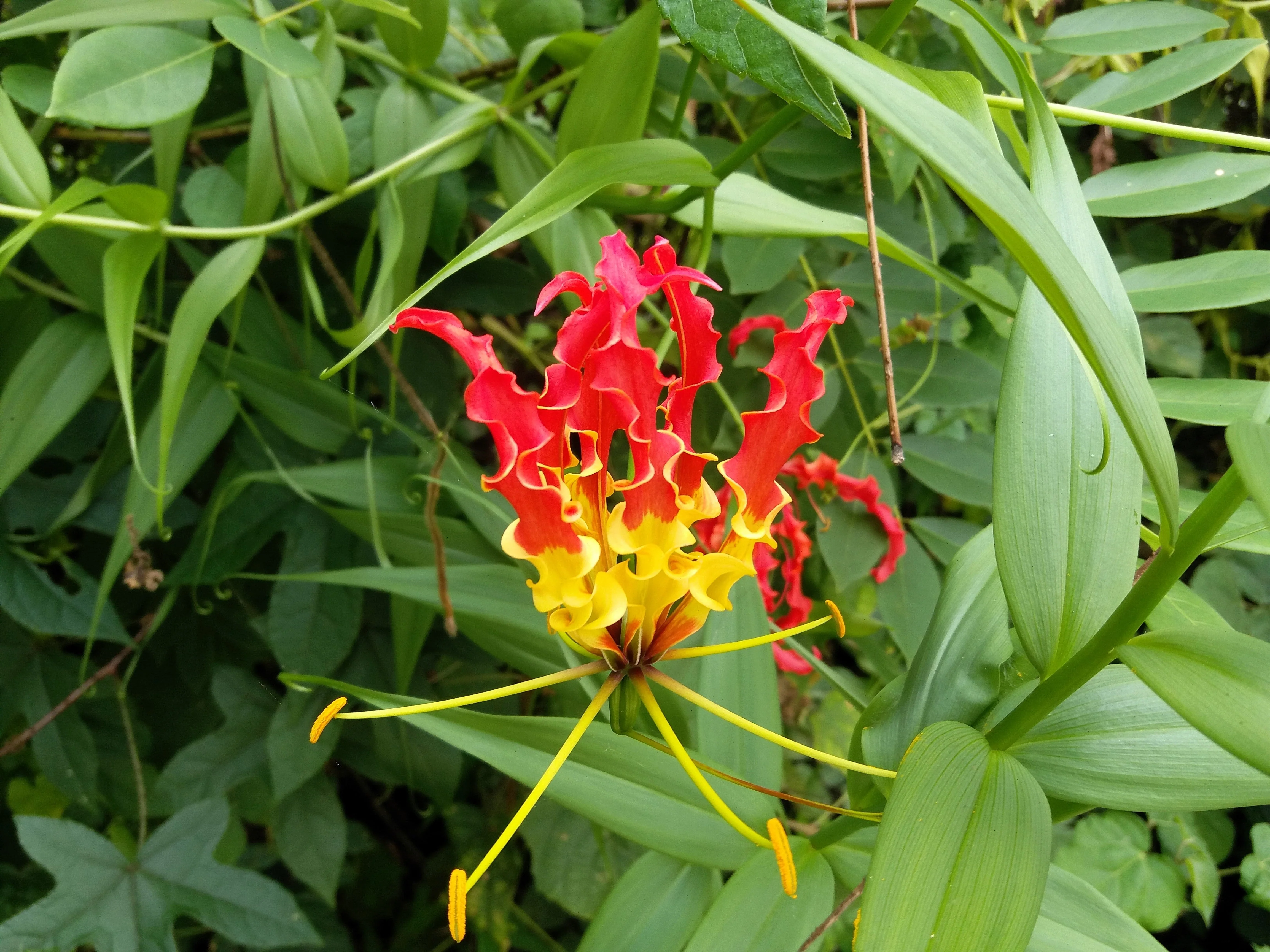 10 RED GLORIOSA LILY Flame Lily Gloriosa Superba Red & Yellow Flower Vine Seeds - Image 4