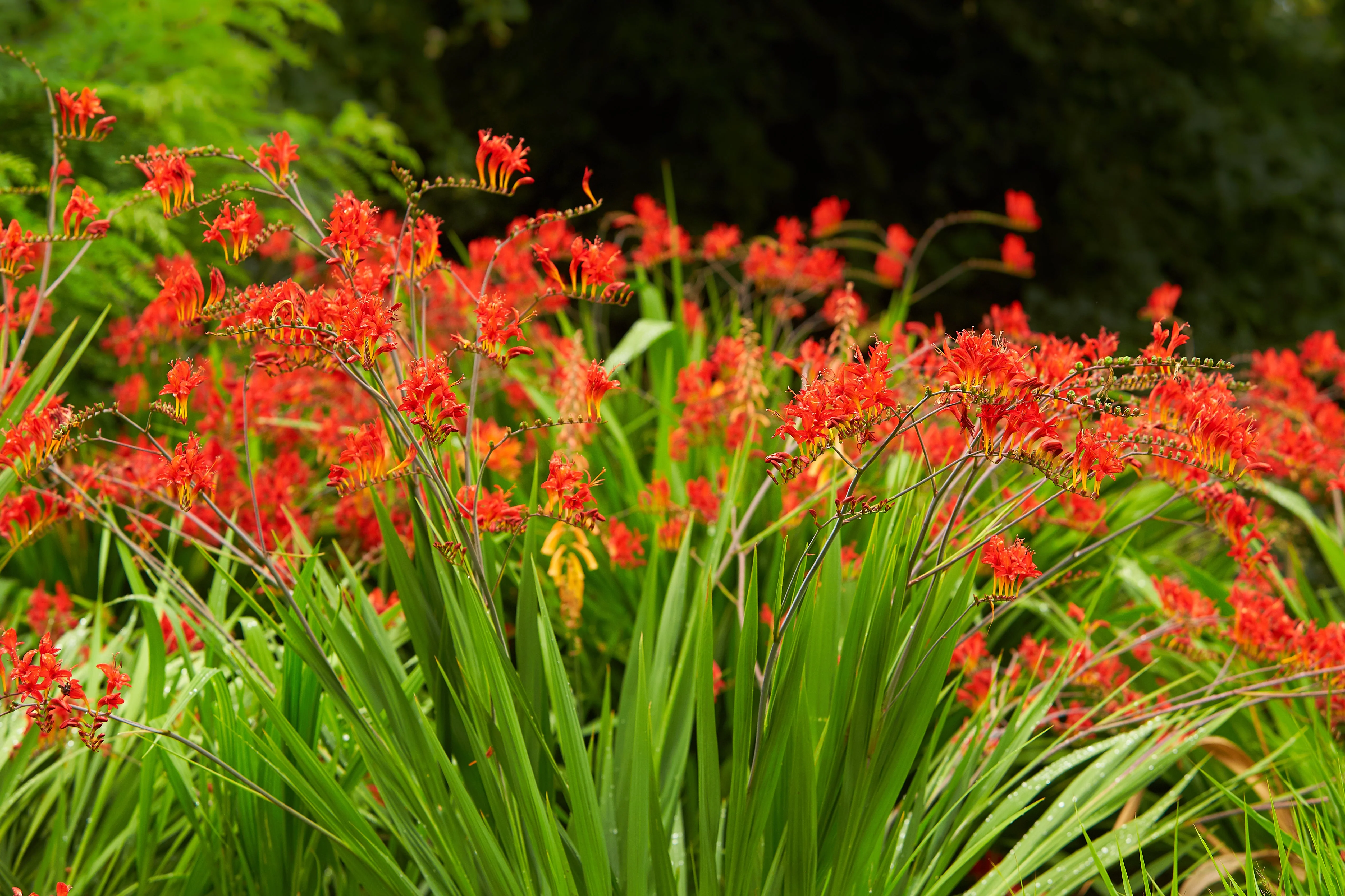 10 RED LUCIFER CROCOSMIA Crocosmia Masoniorum Flower Seeds - Image 4