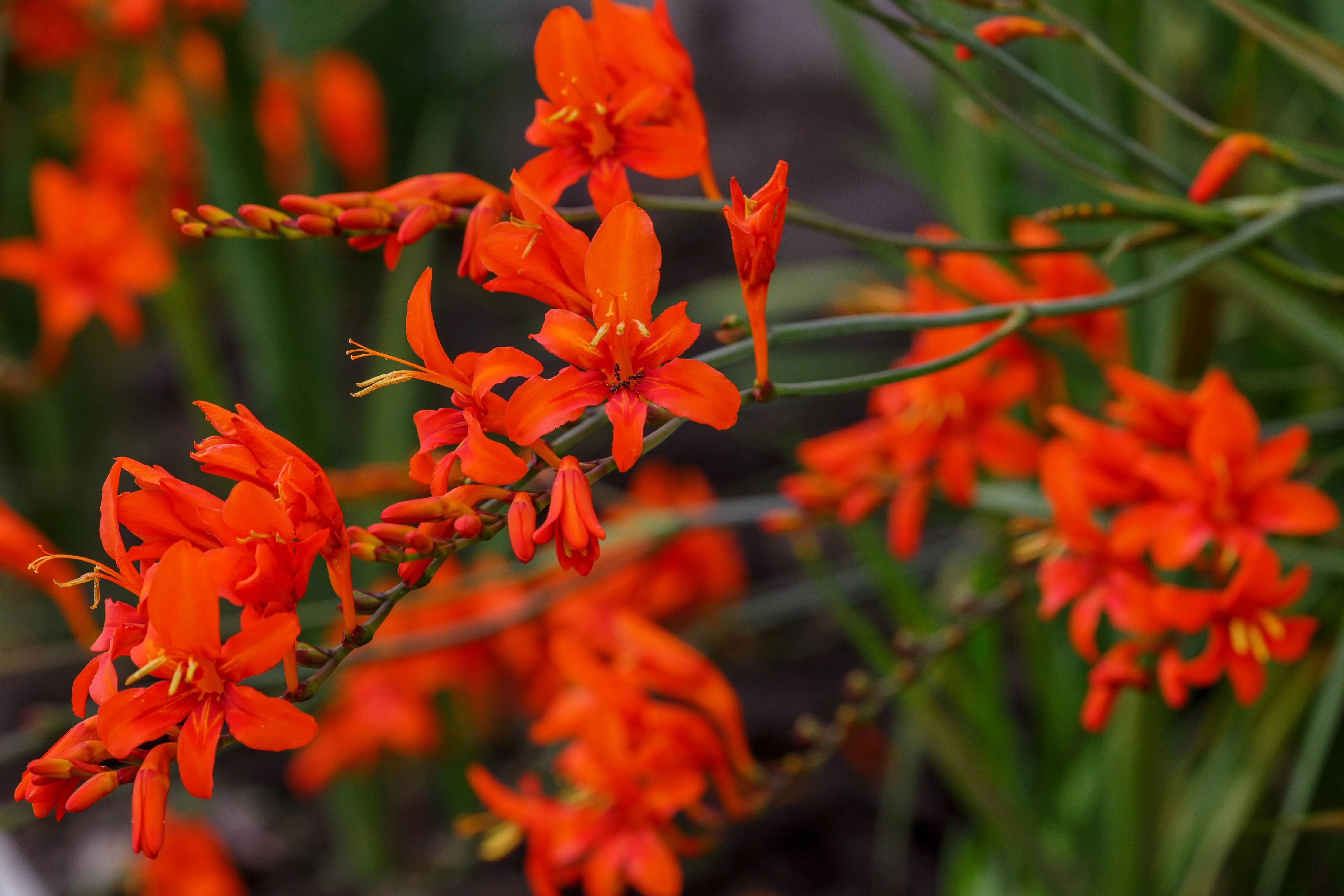 10 RED LUCIFER CROCOSMIA Crocosmia Masoniorum Flower Seeds - Image 5