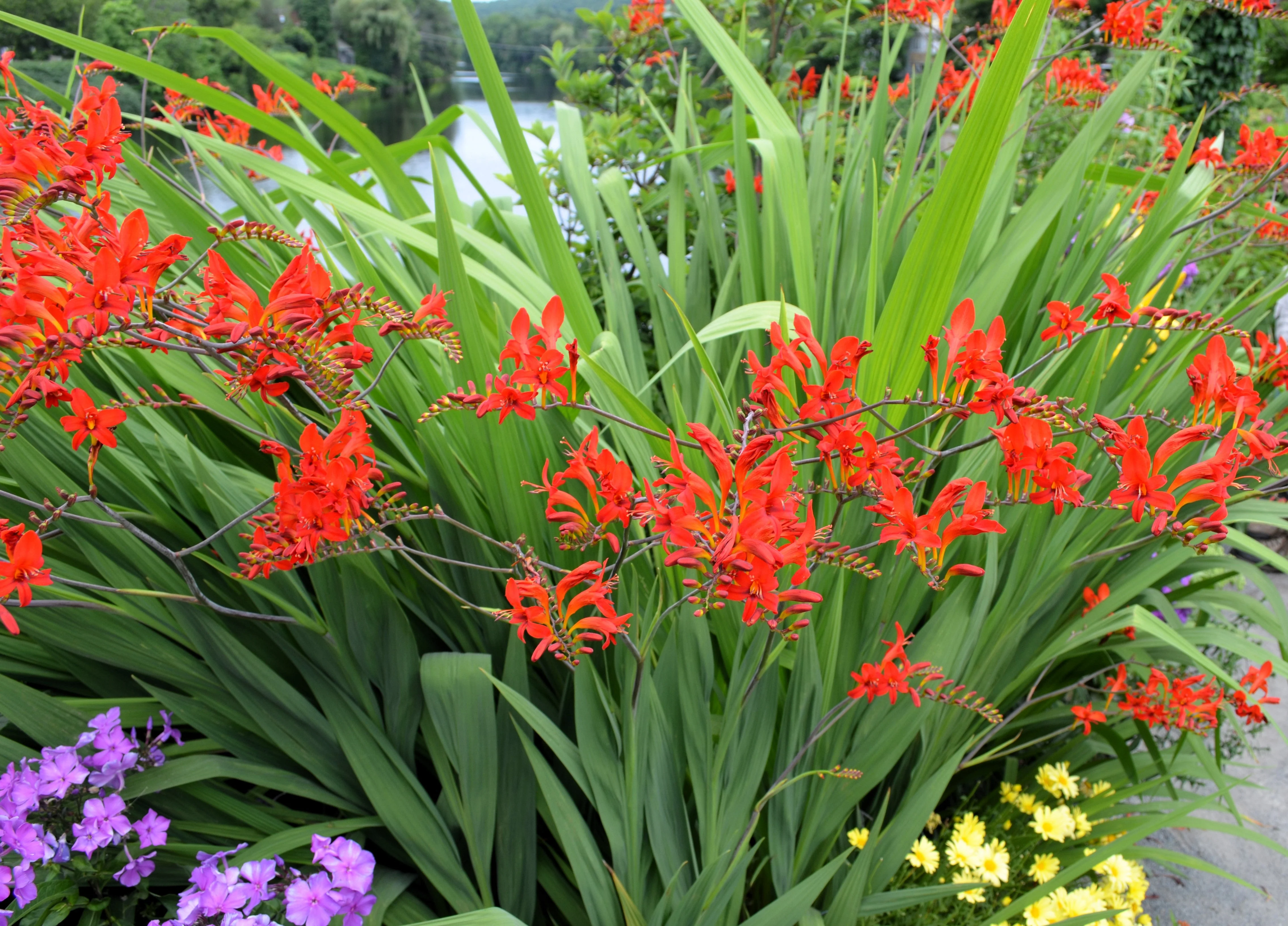 10 RED LUCIFER CROCOSMIA Crocosmia Masoniorum Flower Seeds - Image 9
