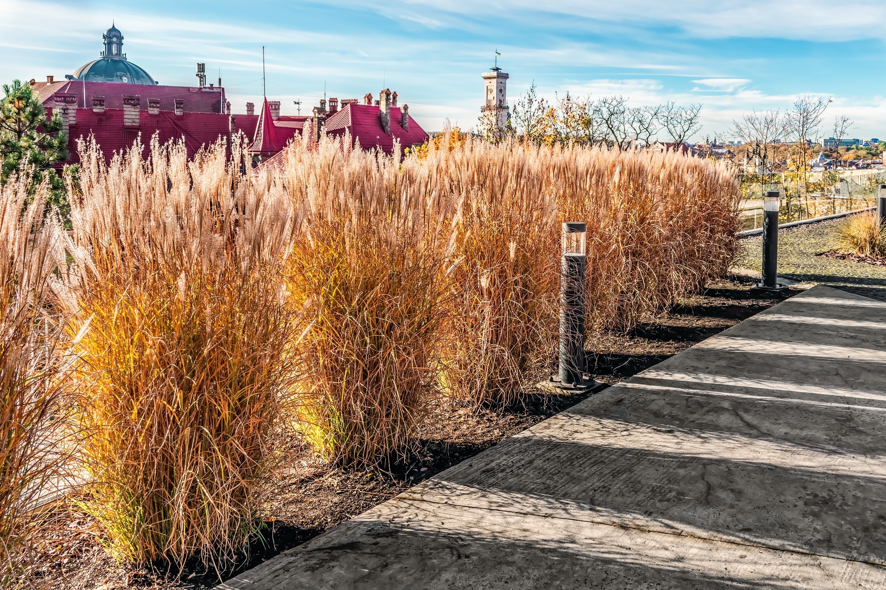 10 RED MAIDEN GRASS Miscanthus Sinensis Plumes Ornamental Flower Seeds - Image 12