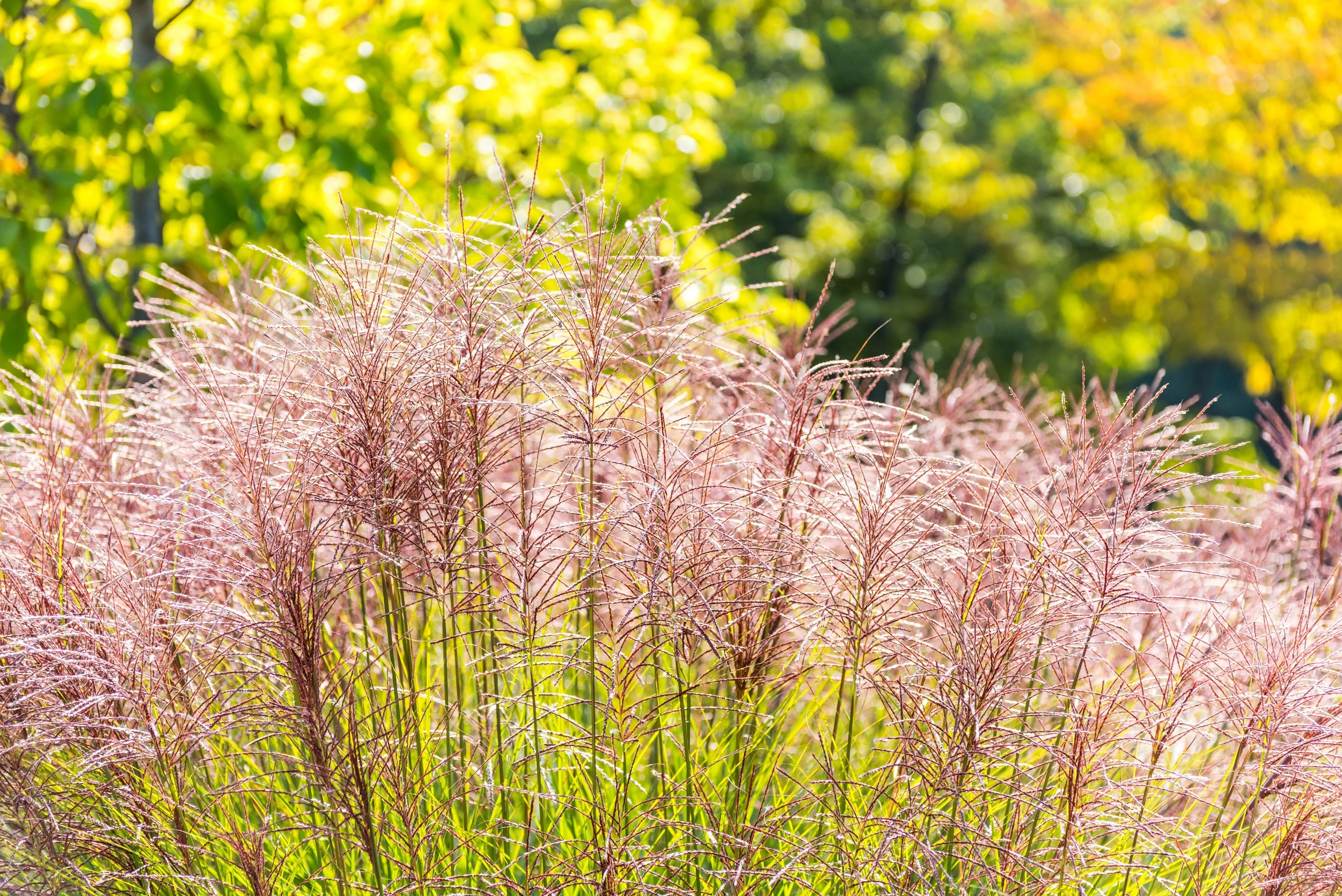 10 RED MAIDEN GRASS Miscanthus Sinensis Plumes Ornamental Flower Seeds - Image 14