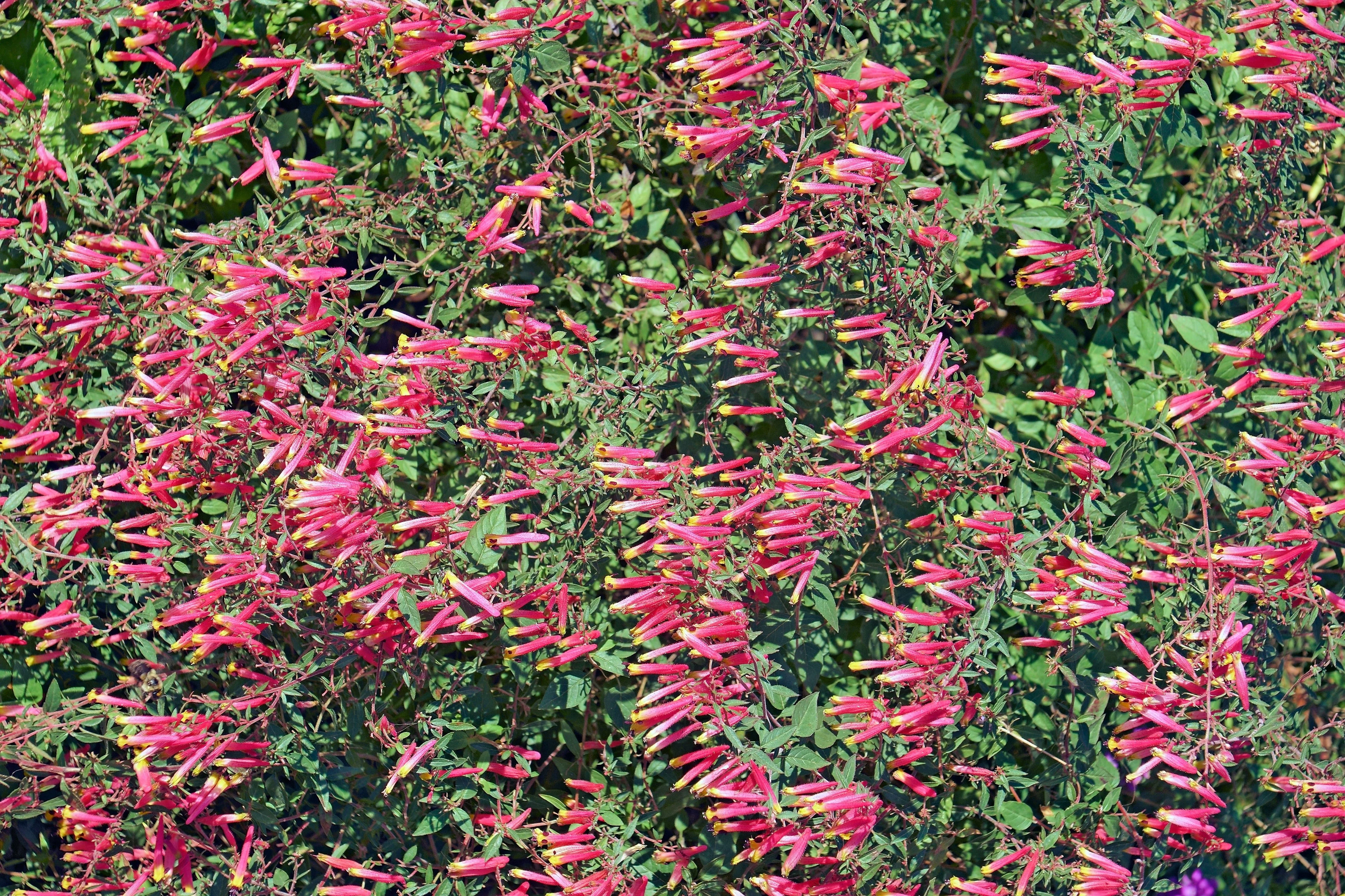 10 ROSE CIGAR PLANT Mexican Firecracker Cuphea Ignea Coan Pink Yellow Hummingbird Flower Seeds - Image 4