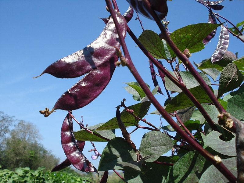 10 Ruby Moon HYACINTH BEAN Lablab Purpureus Blue Purple White Flower Ornamental Vine Seeds - Image 5
