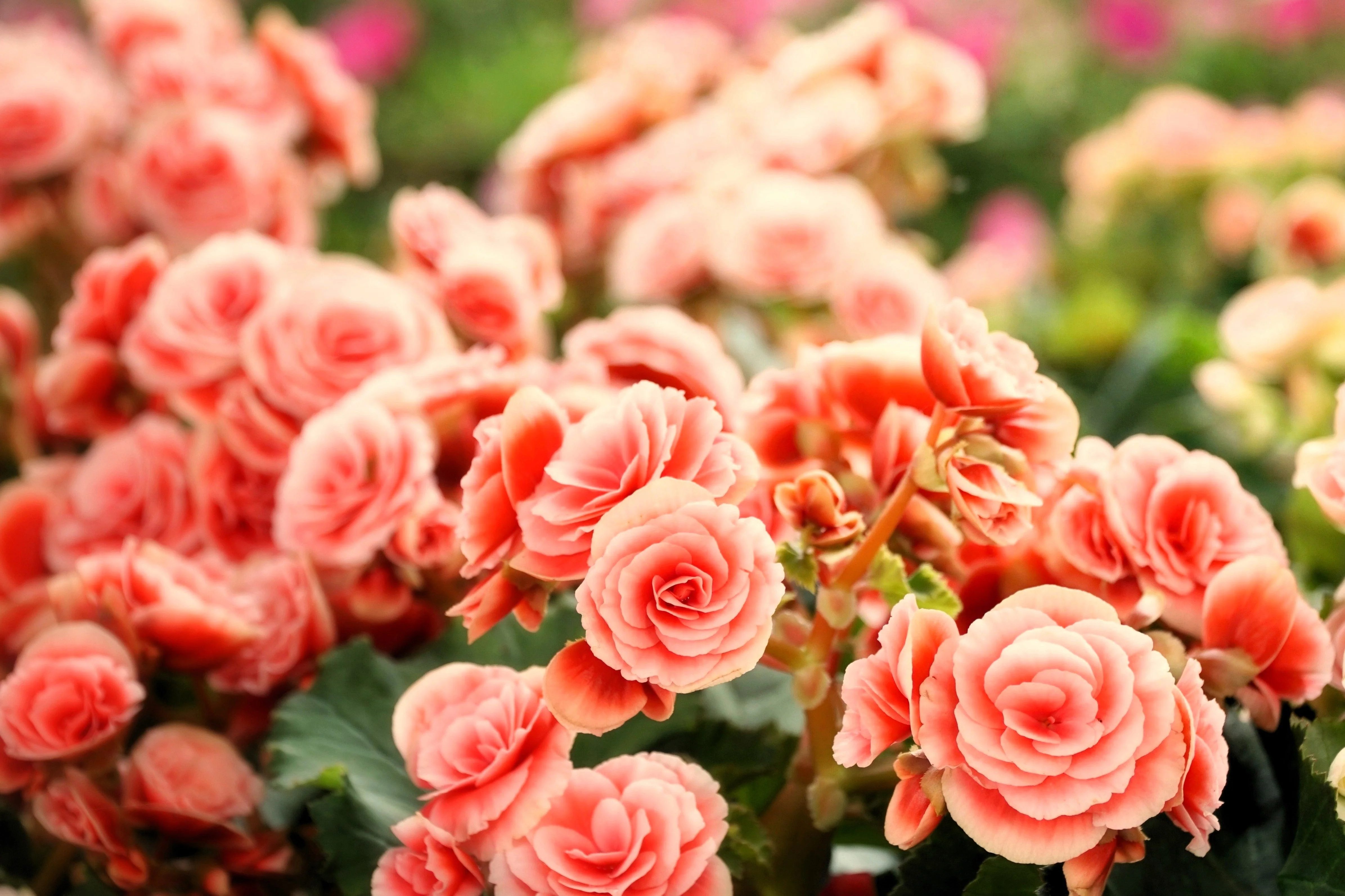 10 SALMON DOUBLE BEGONIA Tuberosa Tuberous Begonia Pink Shade Flower Seeds - Image 3