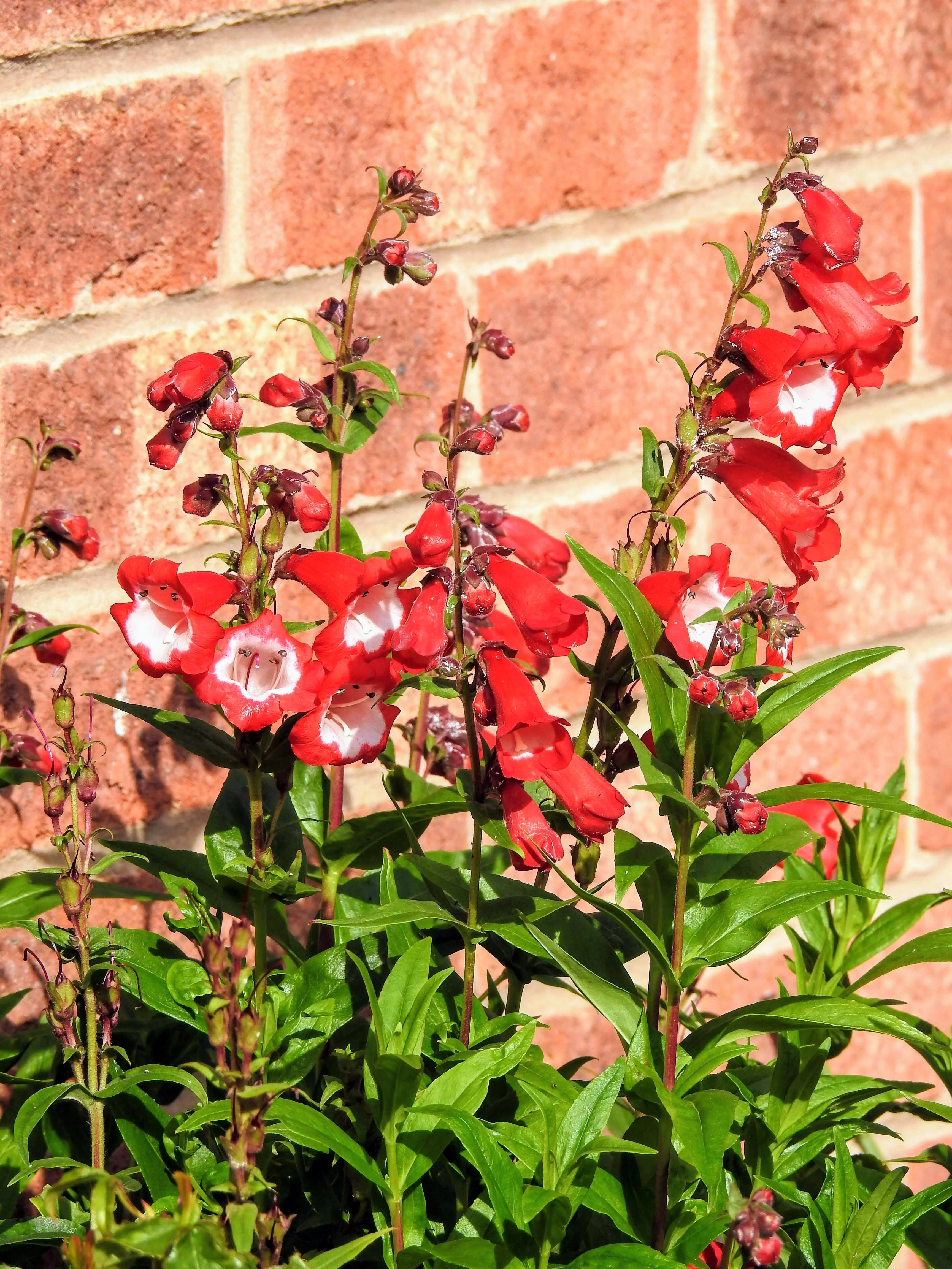 10 SCARLET PENSTEMON Hartwegii Beardtongue Red & White Flower Seeds - Image 3
