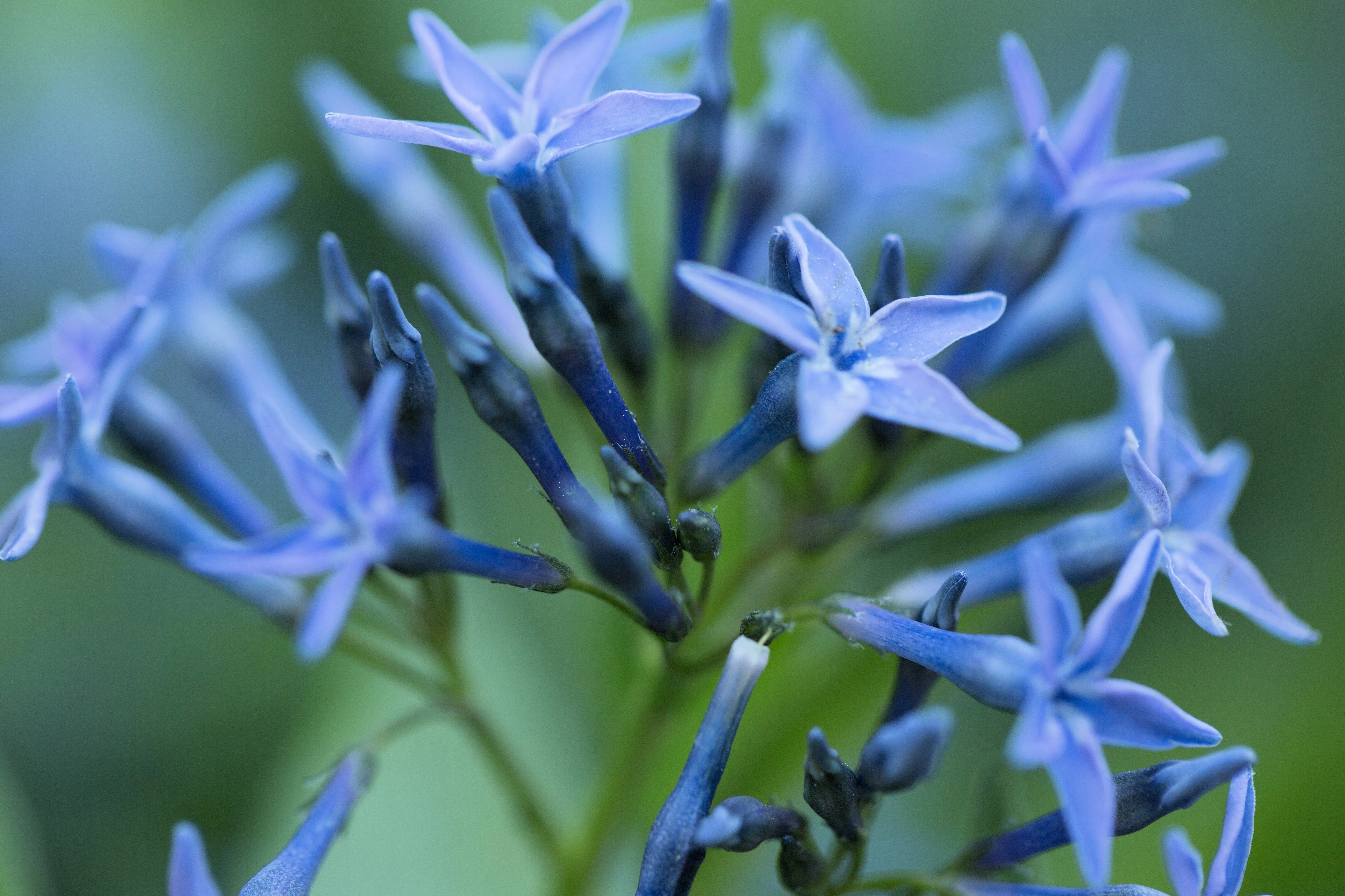 10 SHINING BLUESTAR Ozark or Showy Blue Star Amsonia Illustris Flower Seeds - Image 3