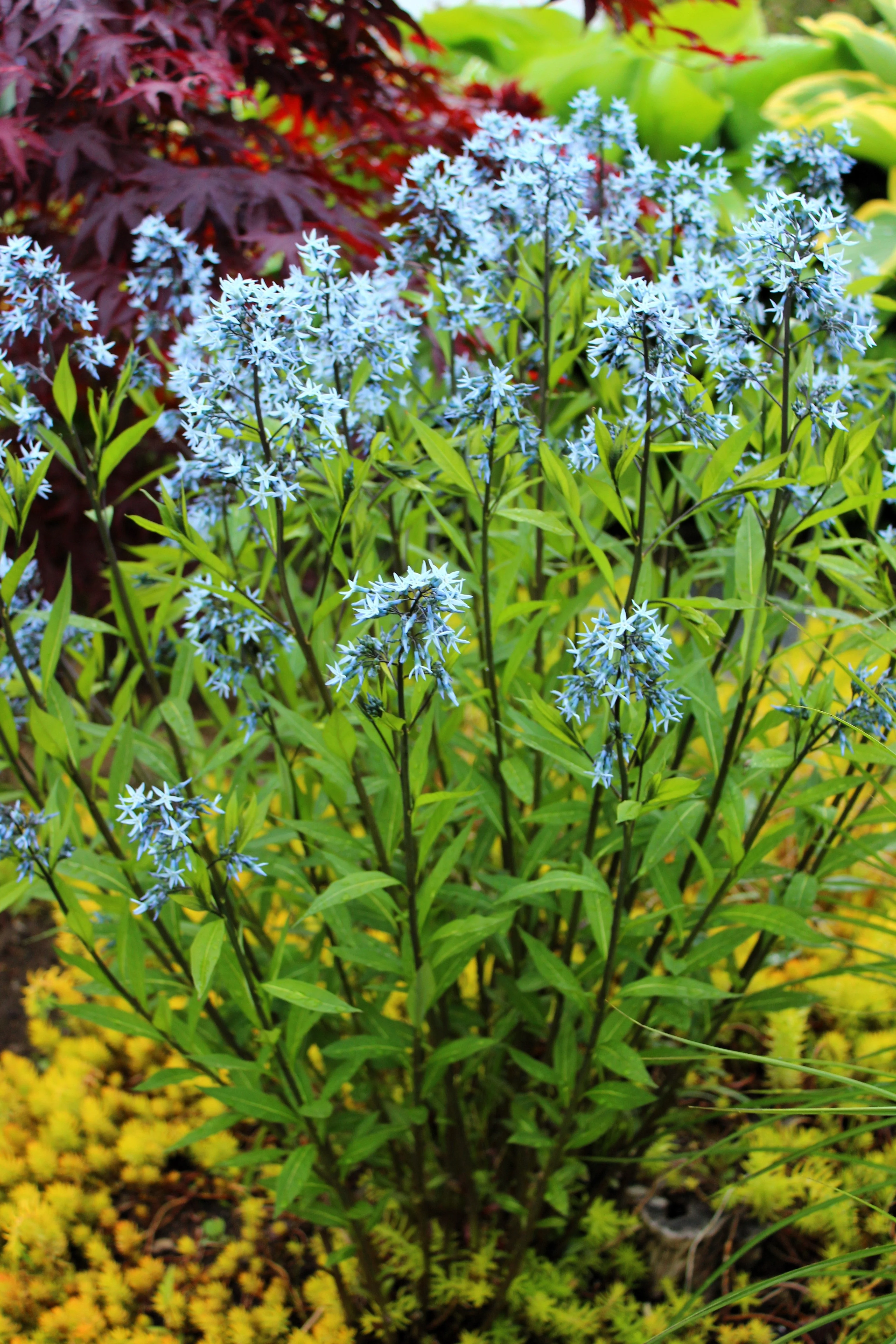 10 SHINING BLUESTAR Ozark or Showy Blue Star Amsonia Illustris Flower Seeds - Image 6