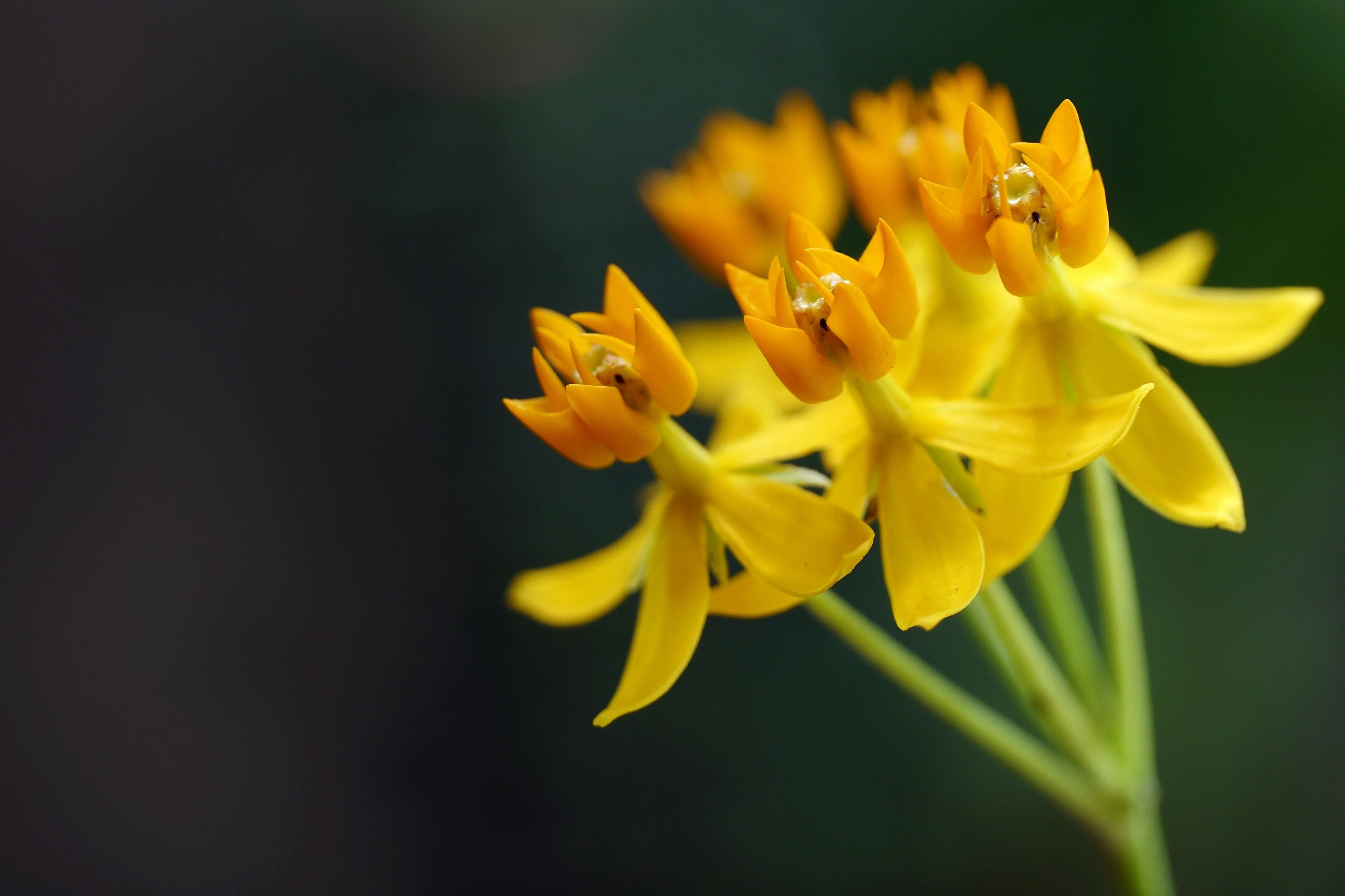 10 SILKY GOLD MILKWEED Butterfly Weed Asclepias Curassavica Monarch Flower Seeds - Image 2