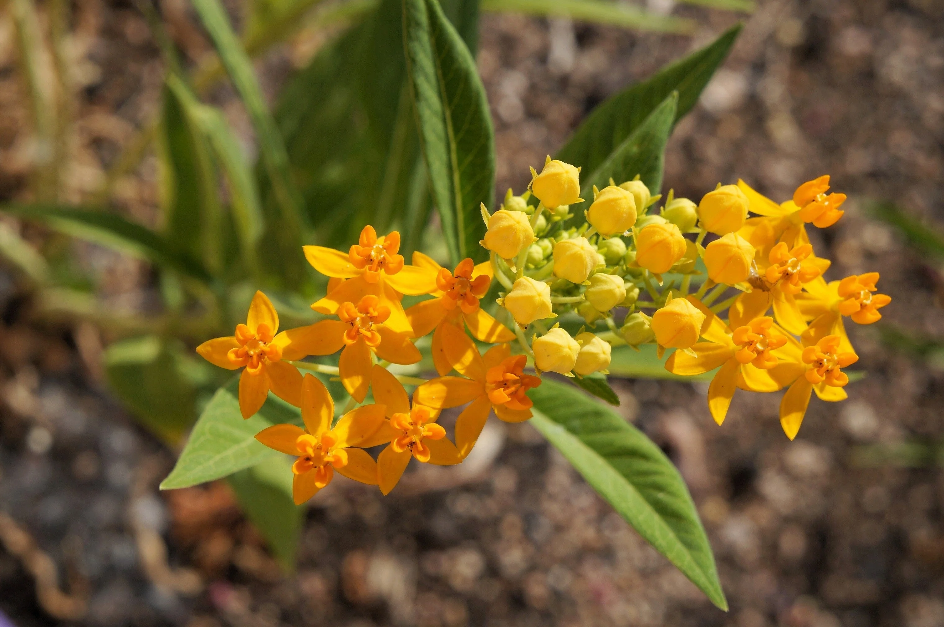 10 SILKY GOLD MILKWEED Butterfly Weed Asclepias Curassavica Monarch Flower Seeds - Image 4