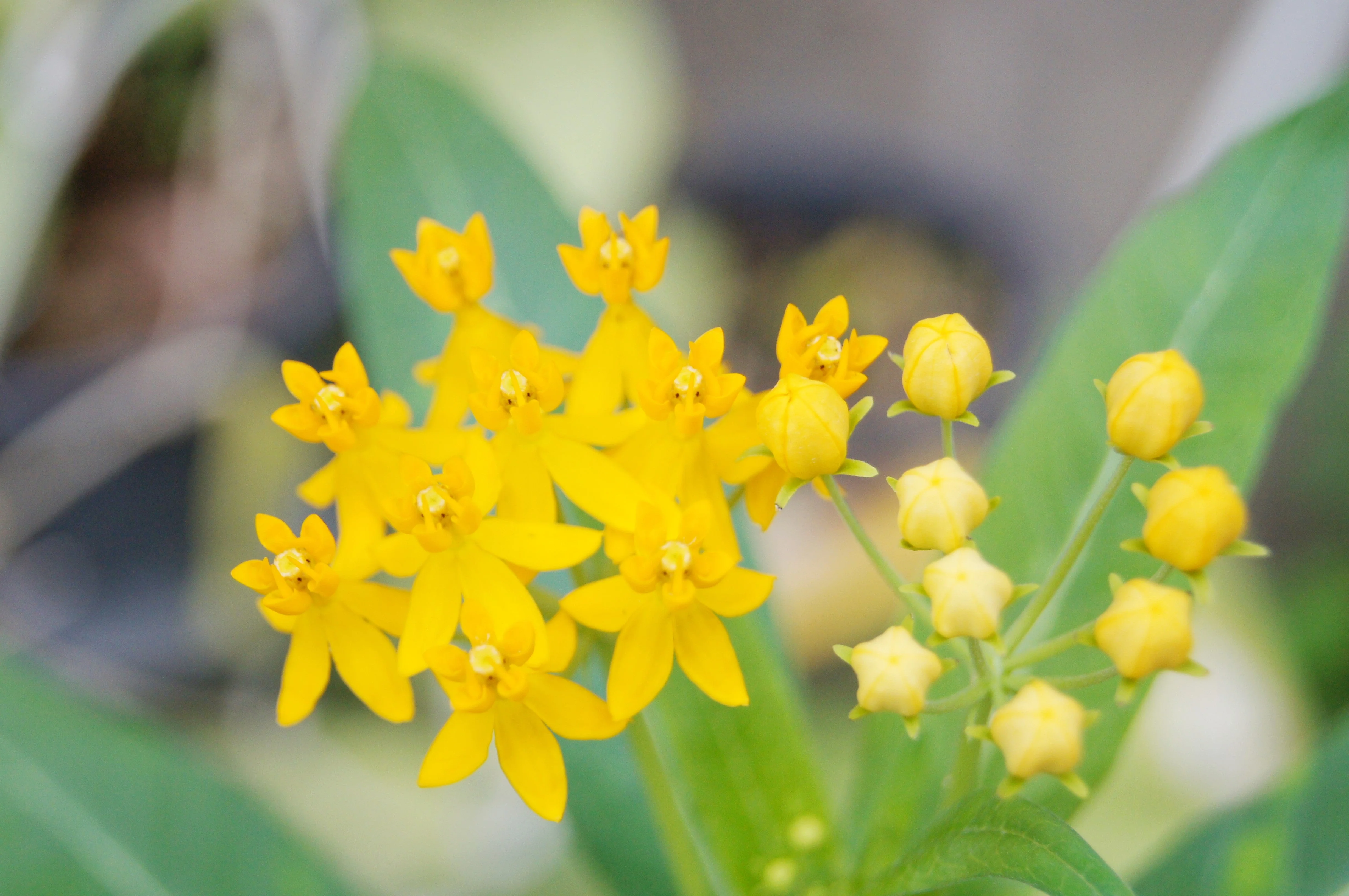 10 SILKY GOLD MILKWEED Butterfly Weed Asclepias Curassavica Monarch Flower Seeds - Image 6