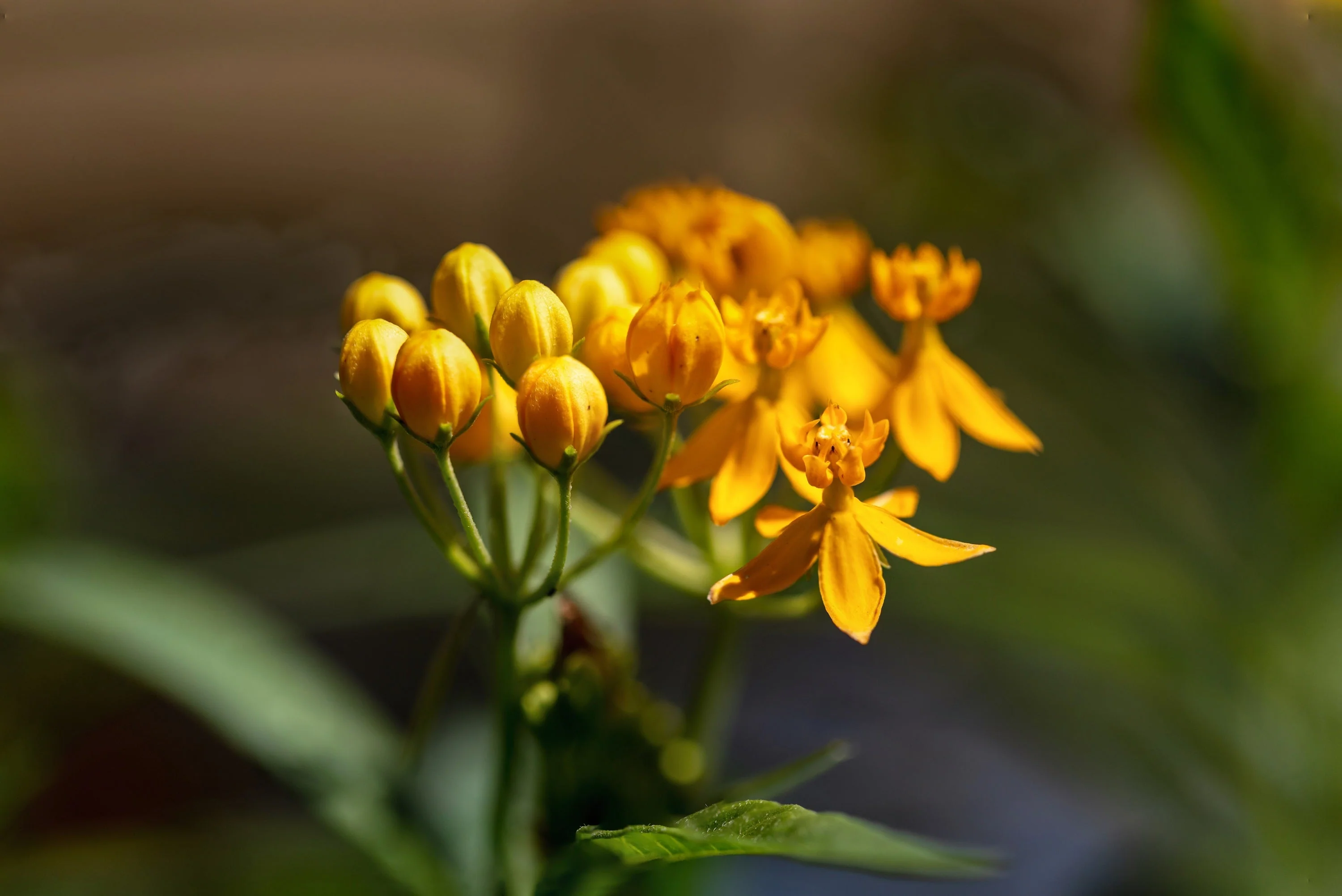 10 SILKY GOLD MILKWEED Butterfly Weed Asclepias Curassavica Monarch Flower Seeds - Image 9