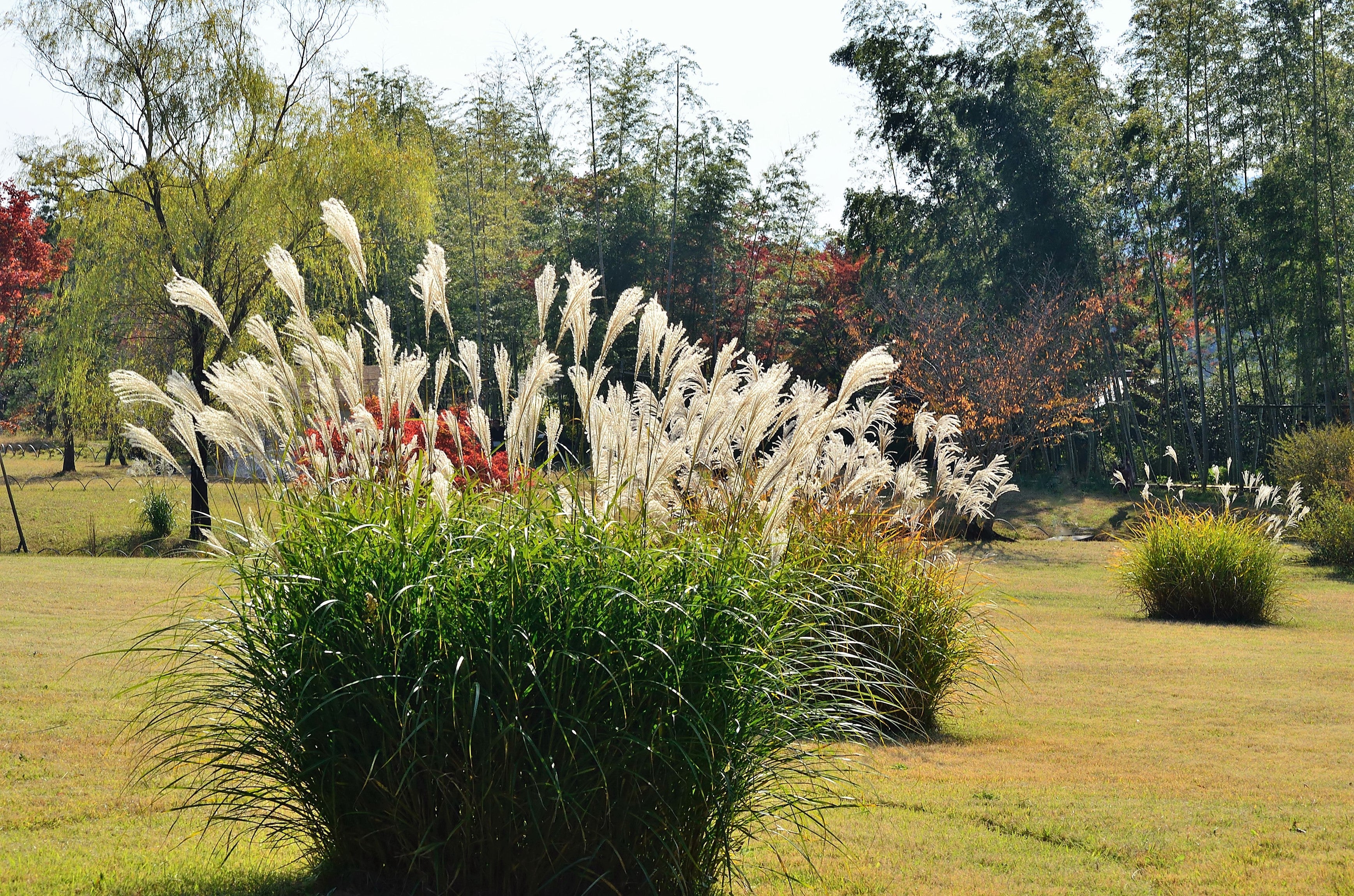 10 SILVER MAIDEN GRASS Miscanthus Sinensis Japanese Pampas Perennial Flower Seeds - Image 10