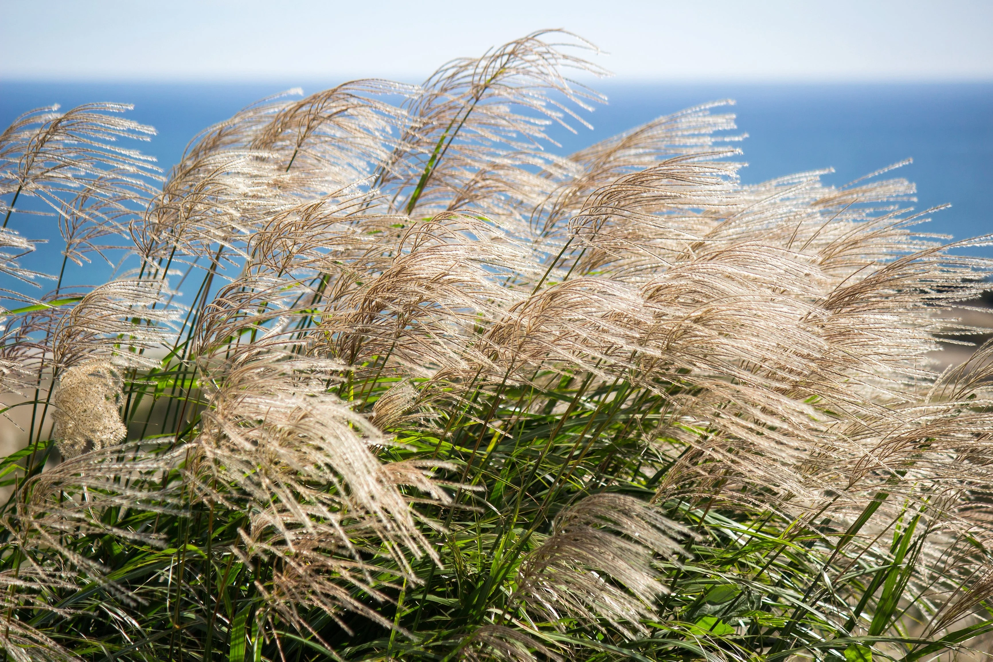 10 SILVER MAIDEN GRASS Miscanthus Sinensis Japanese Pampas Perennial Flower Seeds - Image 8
