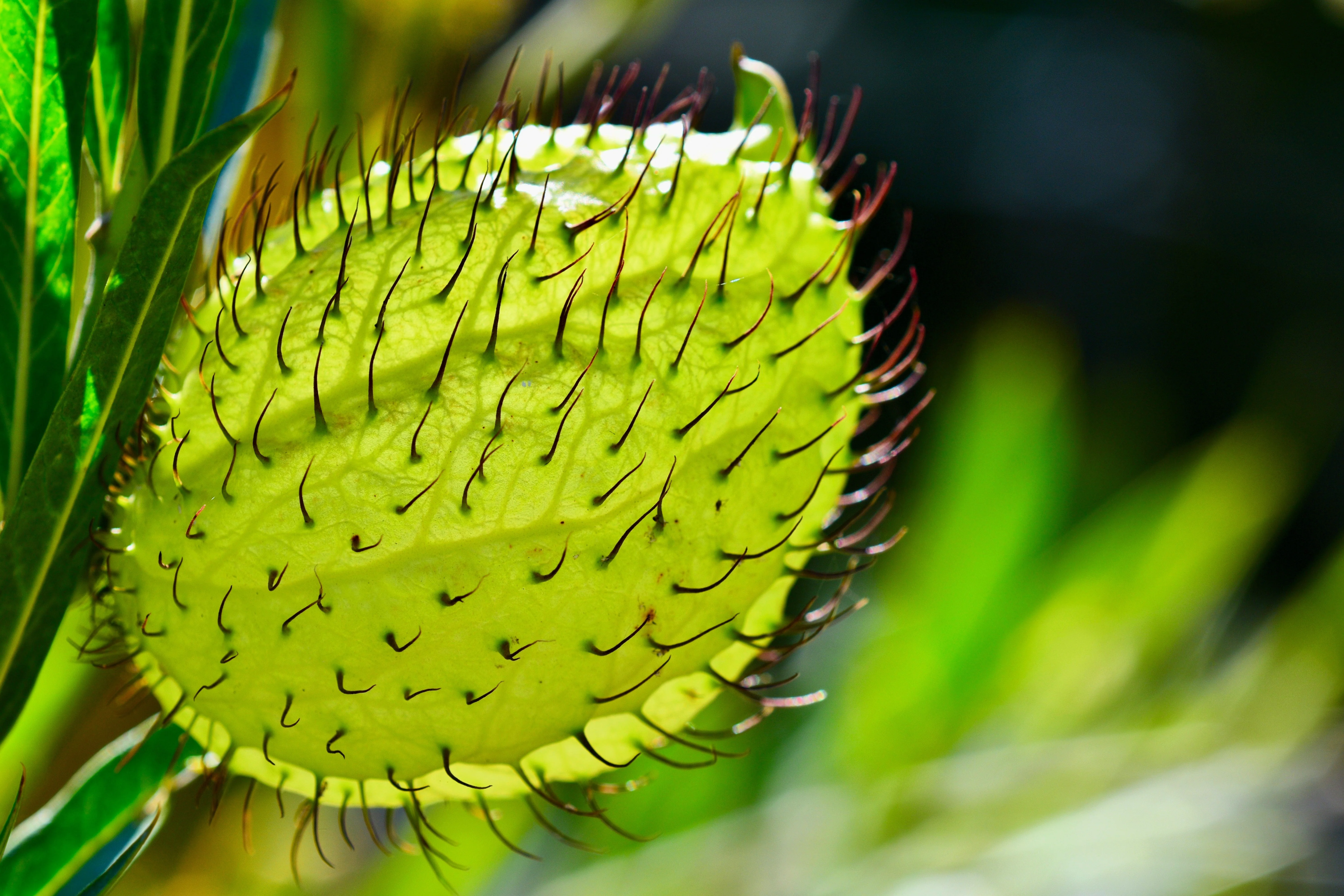 10 SWAN MILKWEED Hairy Balls Butterfly Weed Asclepias Gomphocarpus Fruticosus Monarch Flower Seeds - Image 5