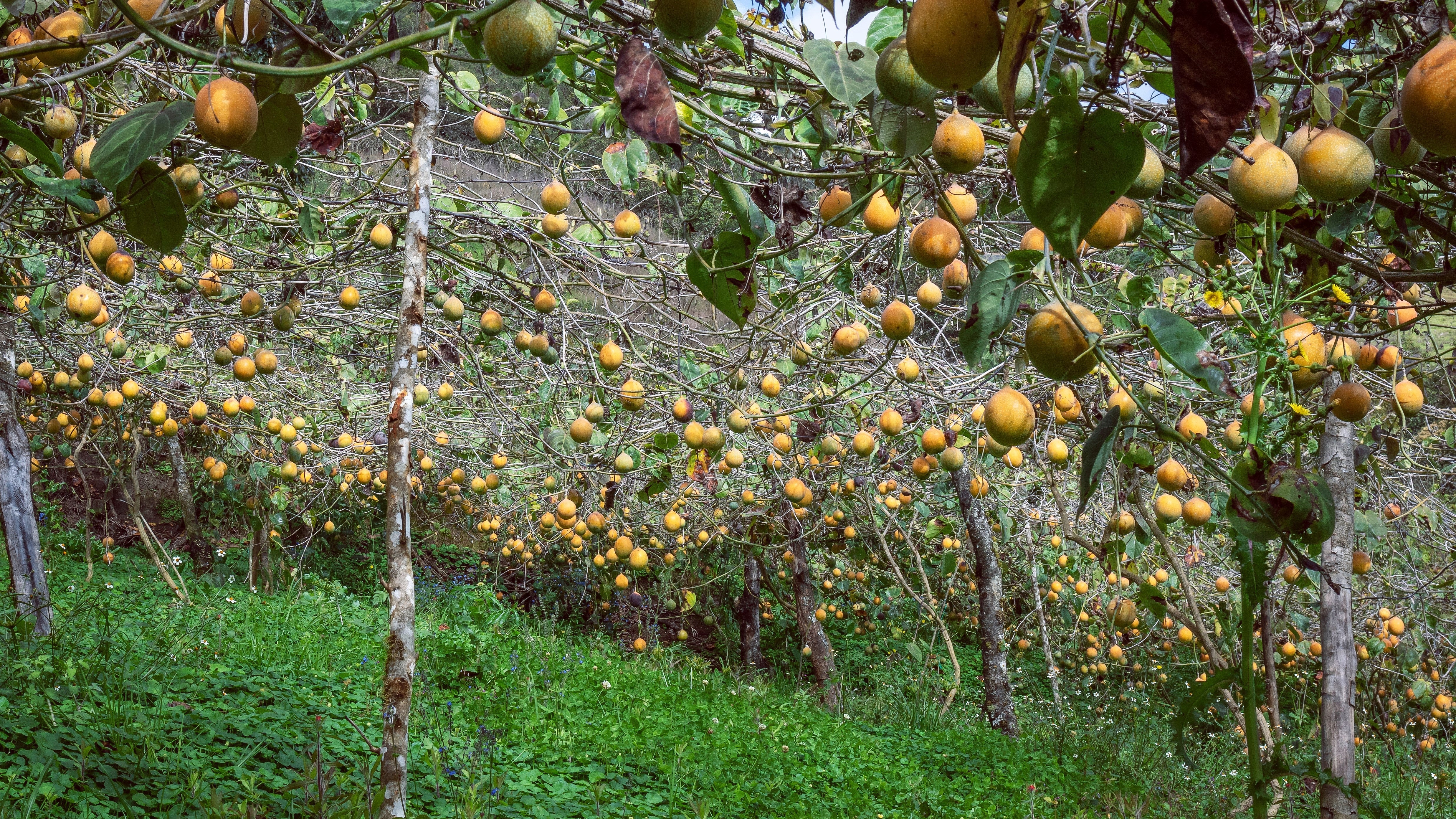 10 SWEET GRANADILLA Yellow Passionfruit Grenadia Sugar Fruit Passiflora Ligularis Huge Purple & White Flower Yellow Orange Fruit Vine Seeds - Image 4