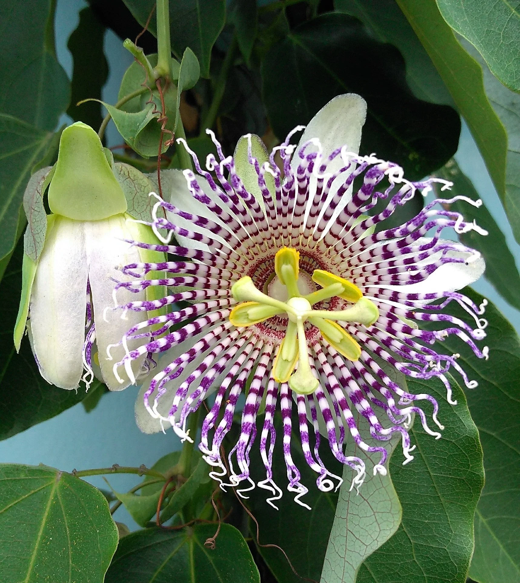 10 SWEET GRANADILLA Yellow Passionfruit Grenadia Sugar Fruit Passiflora Ligularis Huge Purple & White Flower Yellow Orange Fruit Vine Seeds - Image 9