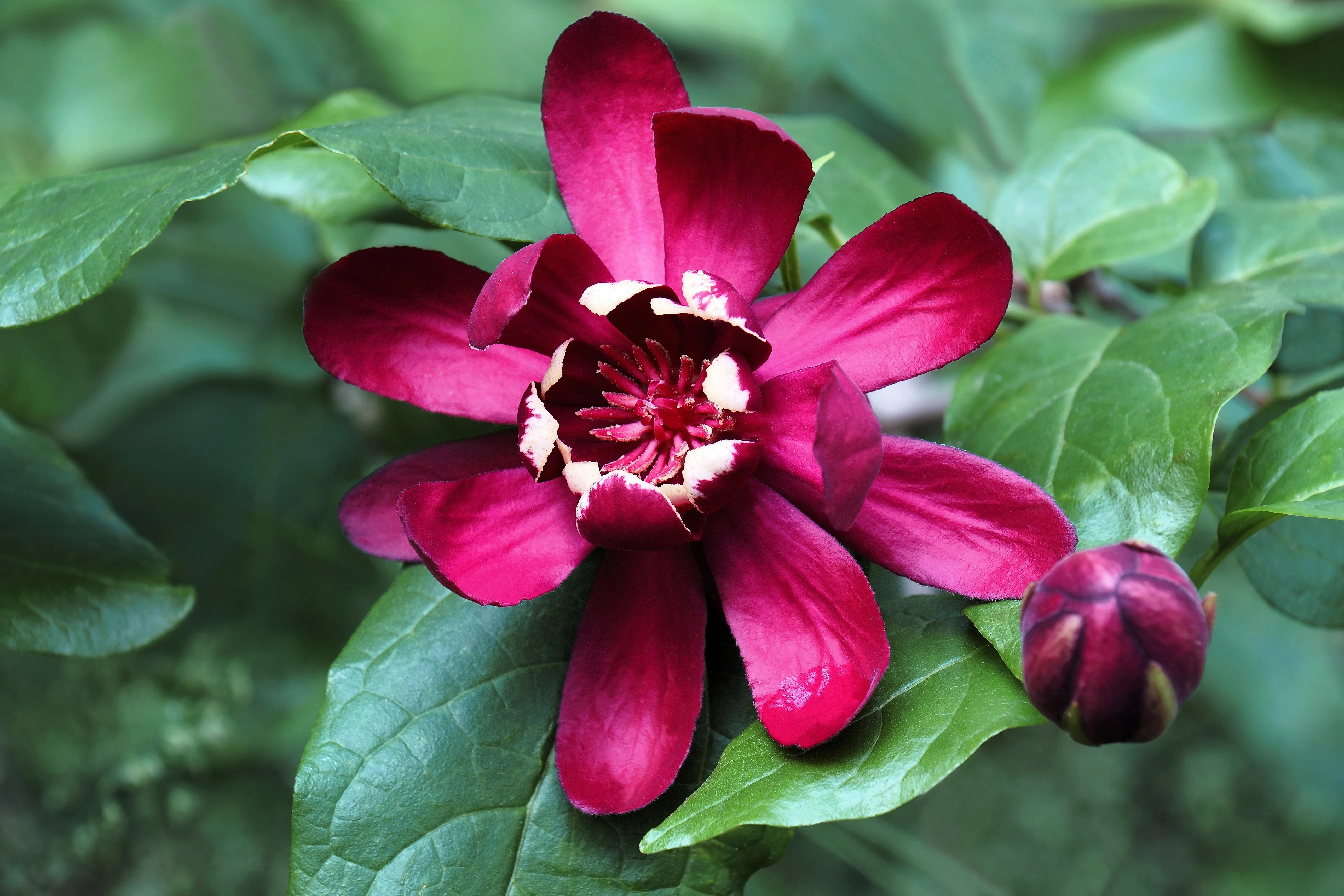 10 SWEETSHRUB Carolina Allspice Fragrant Calycanthus Floridus Shrub Flower Seeds - Image 8