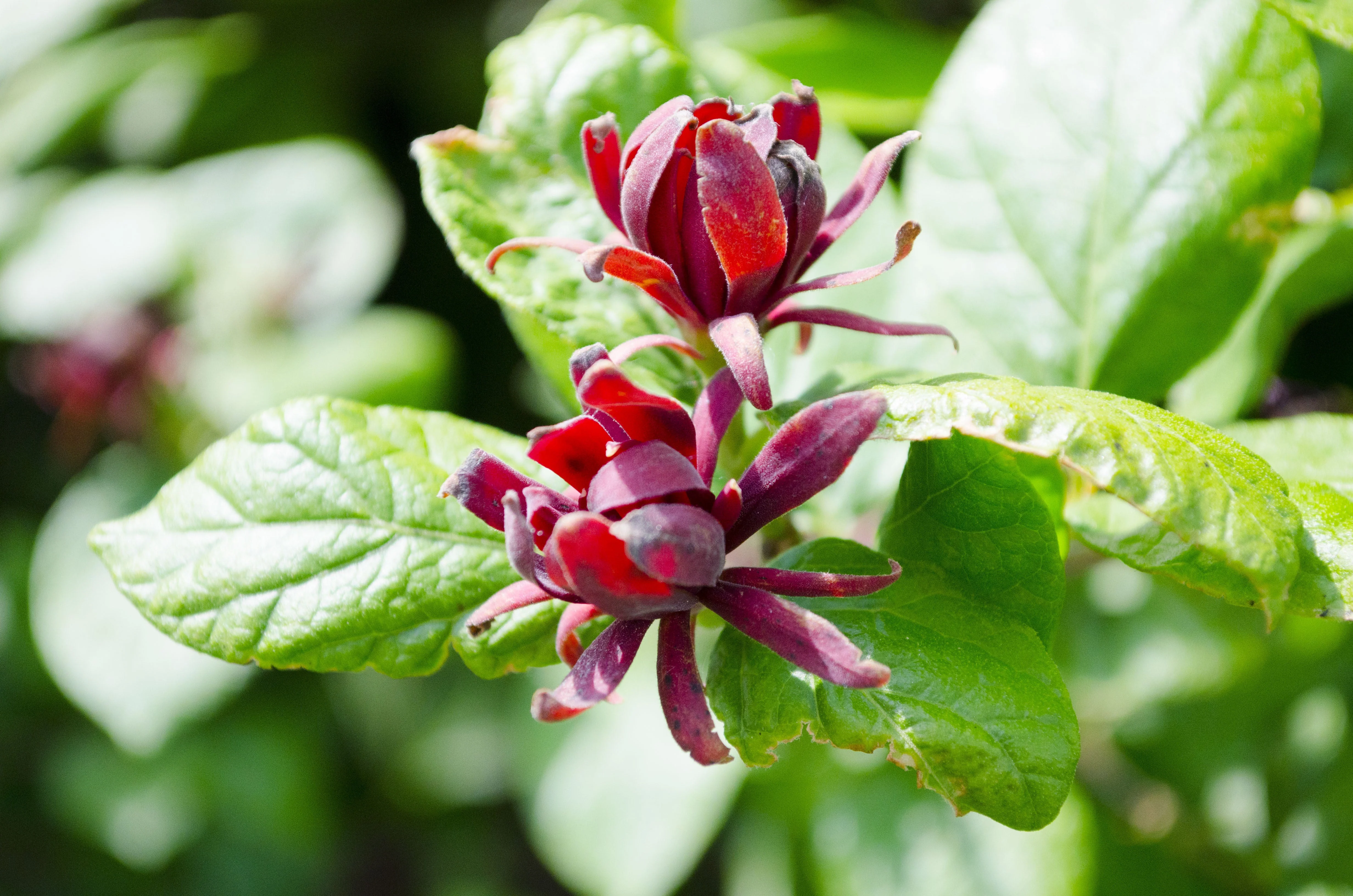 10 SWEETSHRUB Carolina Allspice Fragrant Calycanthus Floridus Shrub Flower Seeds - Image 9