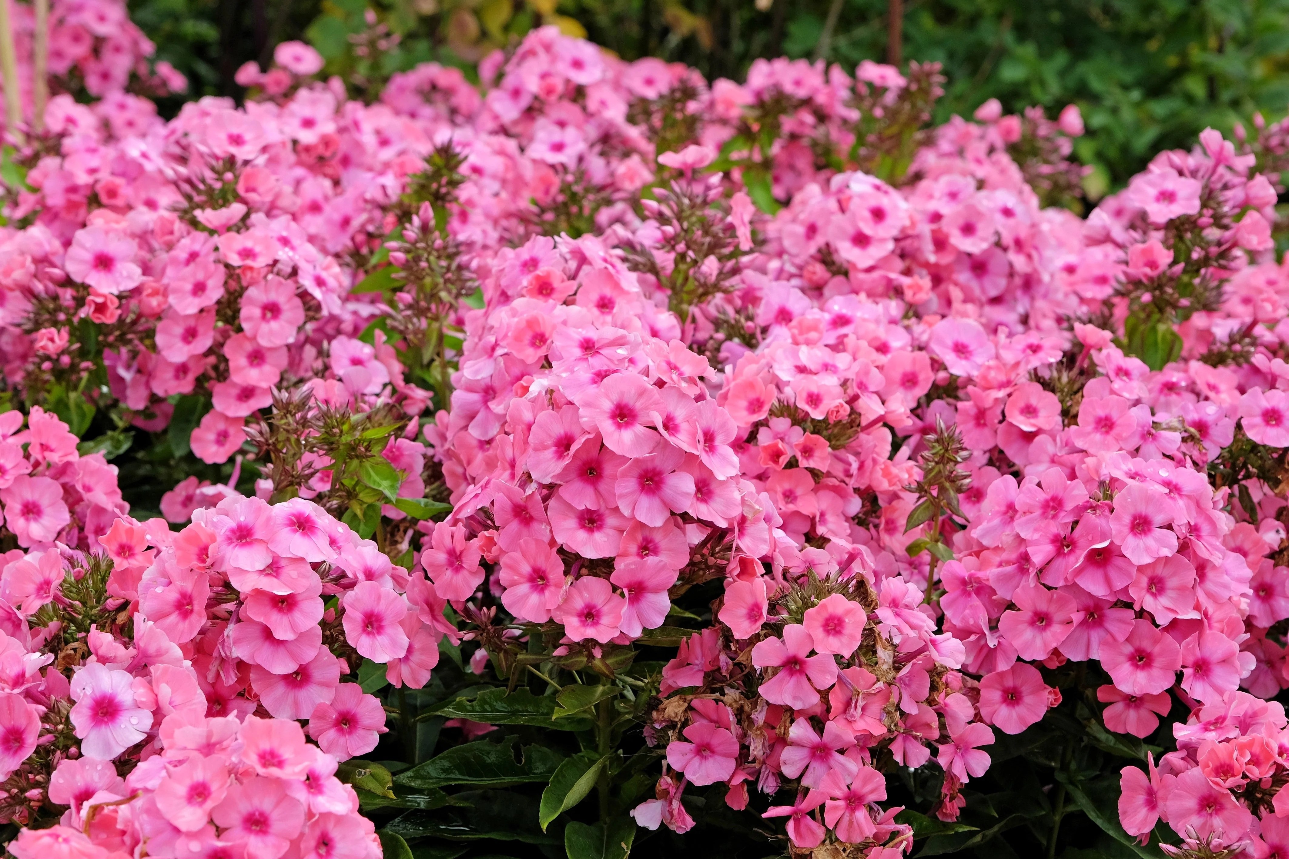 10 TALL GARDEN PHLOX Paniculata Mixed Colors 'New Hybrids Mix' Flower Seeds - Image 10