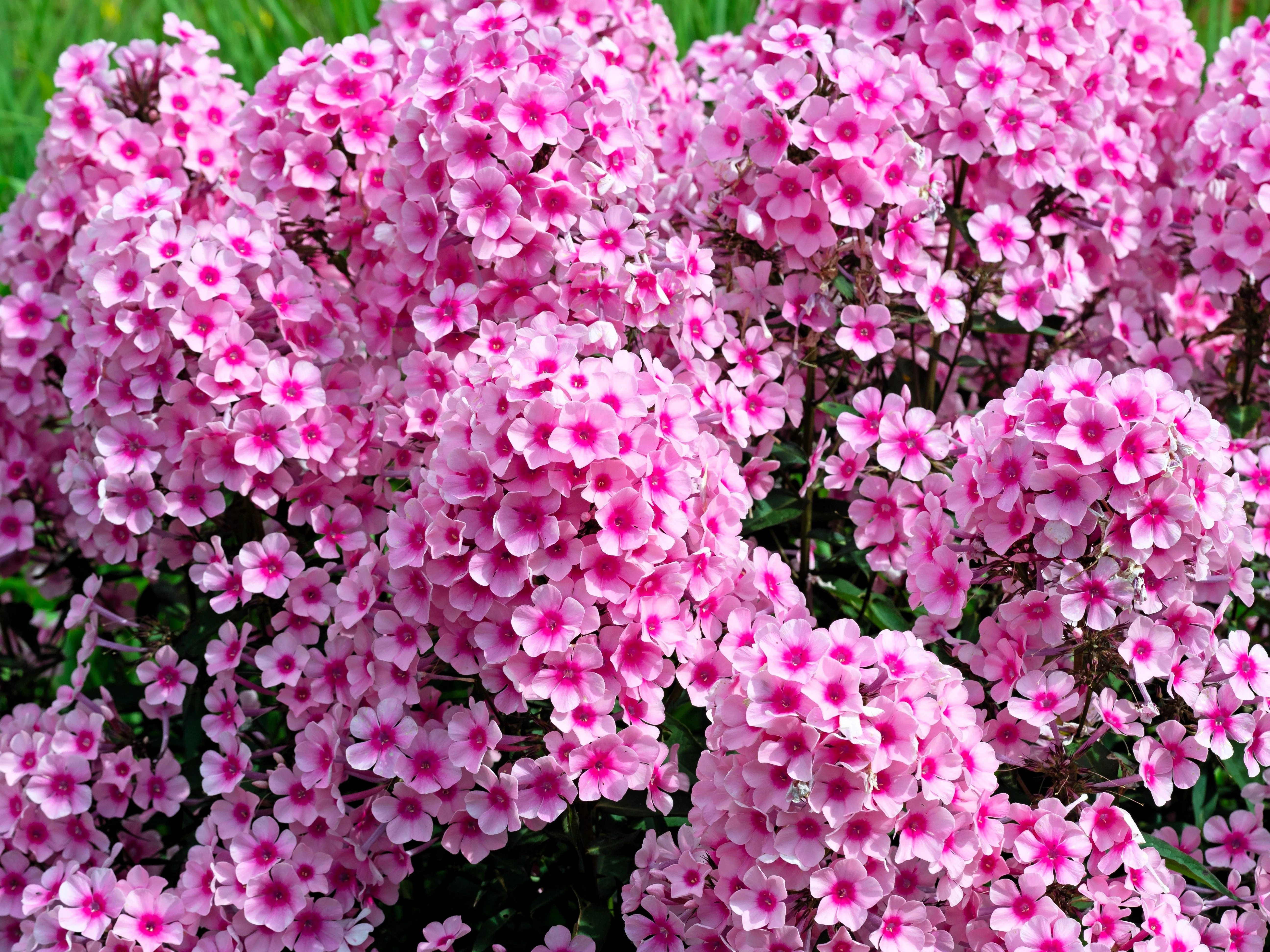 10 TALL GARDEN PHLOX Paniculata Mixed Colors 'New Hybrids Mix' Flower Seeds - Image 15
