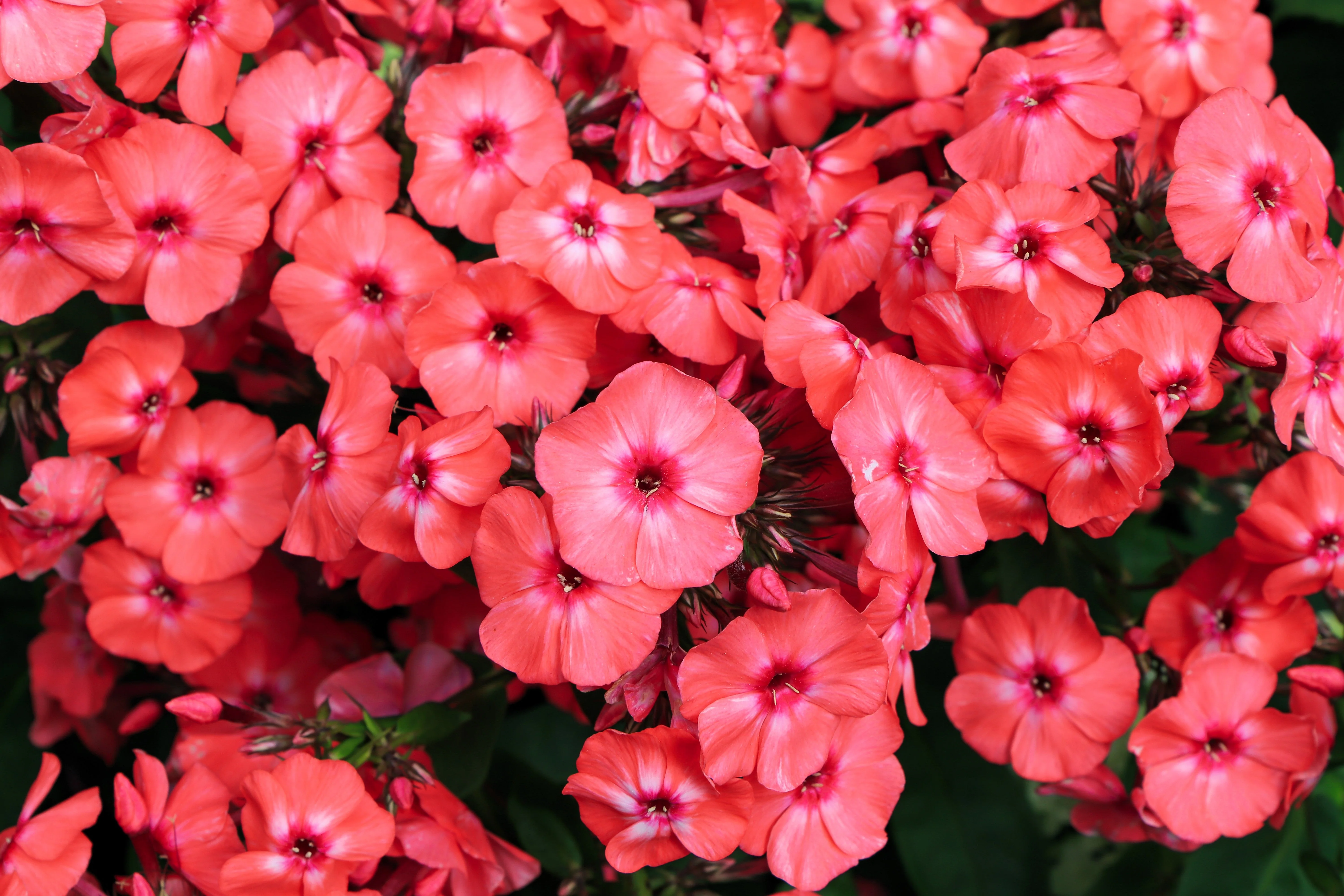 10 TALL GARDEN PHLOX Paniculata Mixed Colors 'New Hybrids Mix' Flower Seeds - Image 7