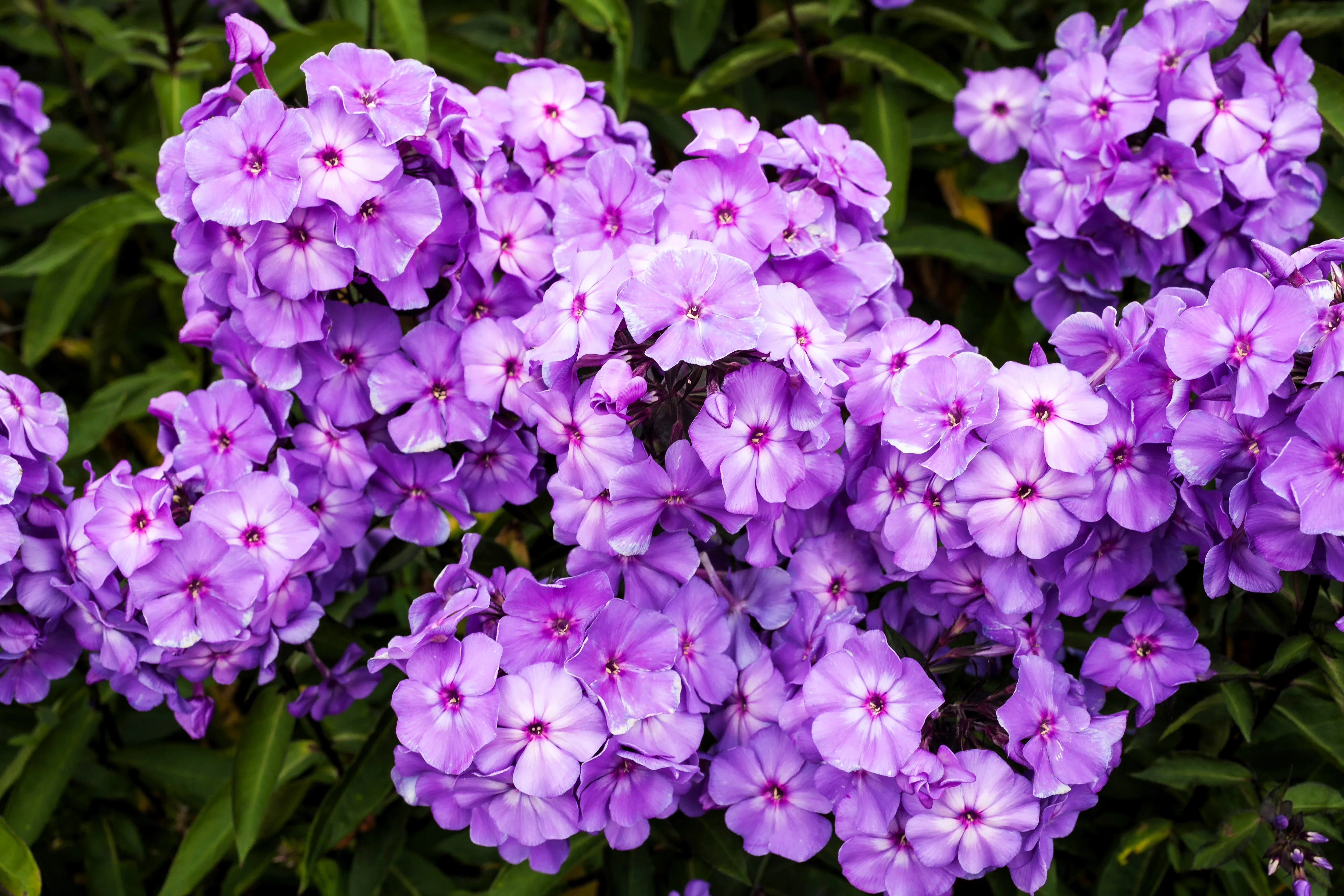 10 TALL GARDEN PHLOX Paniculata Mixed Colors 'New Hybrids Mix' Flower Seeds - Image 8