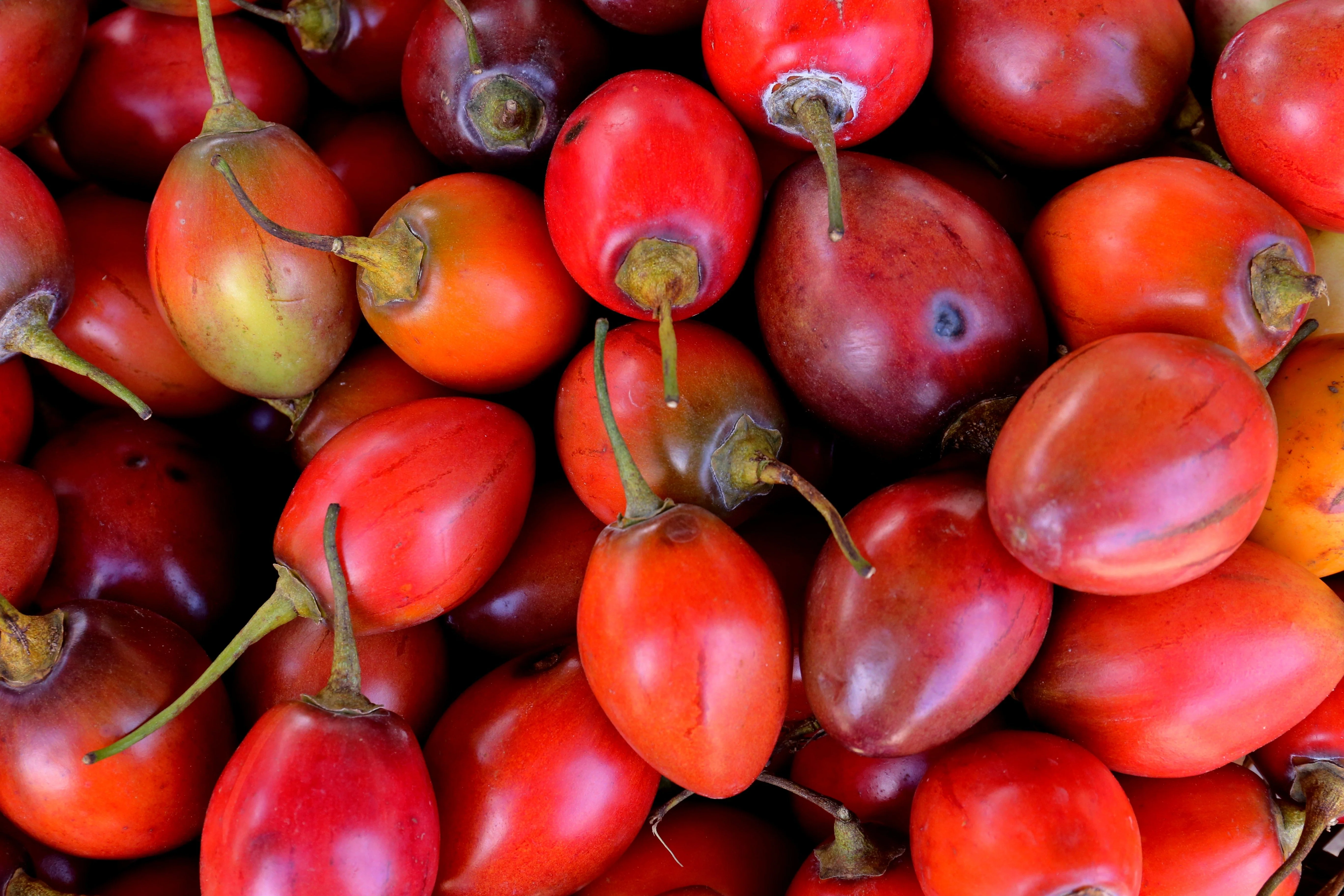 10 TAMARILLO / TREE TOMATO Cyphomandra Betacea Solanum Fruit Tree Seeds - Image 3