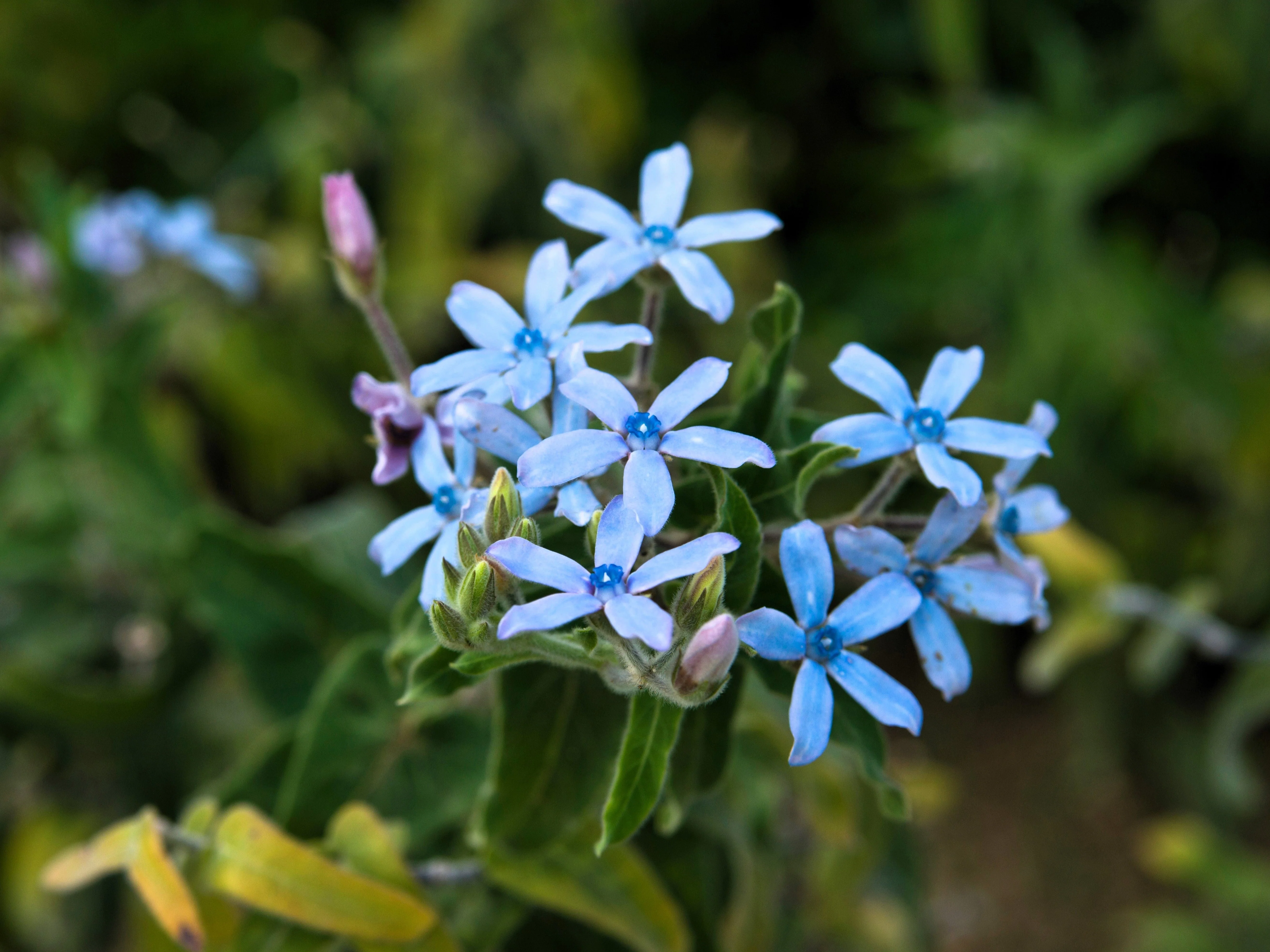 10 TWEEDIA BLUE MILKWEED Southern Star of Argentine Tweedia Caerulea syn. Oxypetalum Flower Vine Seeds - Image 5