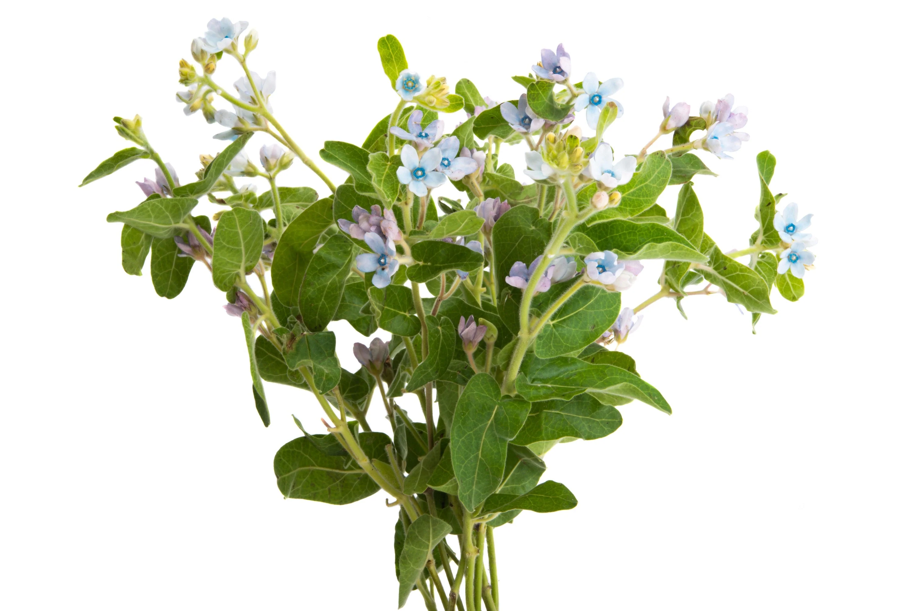 10 TWEEDIA BLUE MILKWEED Southern Star of Argentine Tweedia Caerulea syn. Oxypetalum Flower Vine Seeds - Image 6