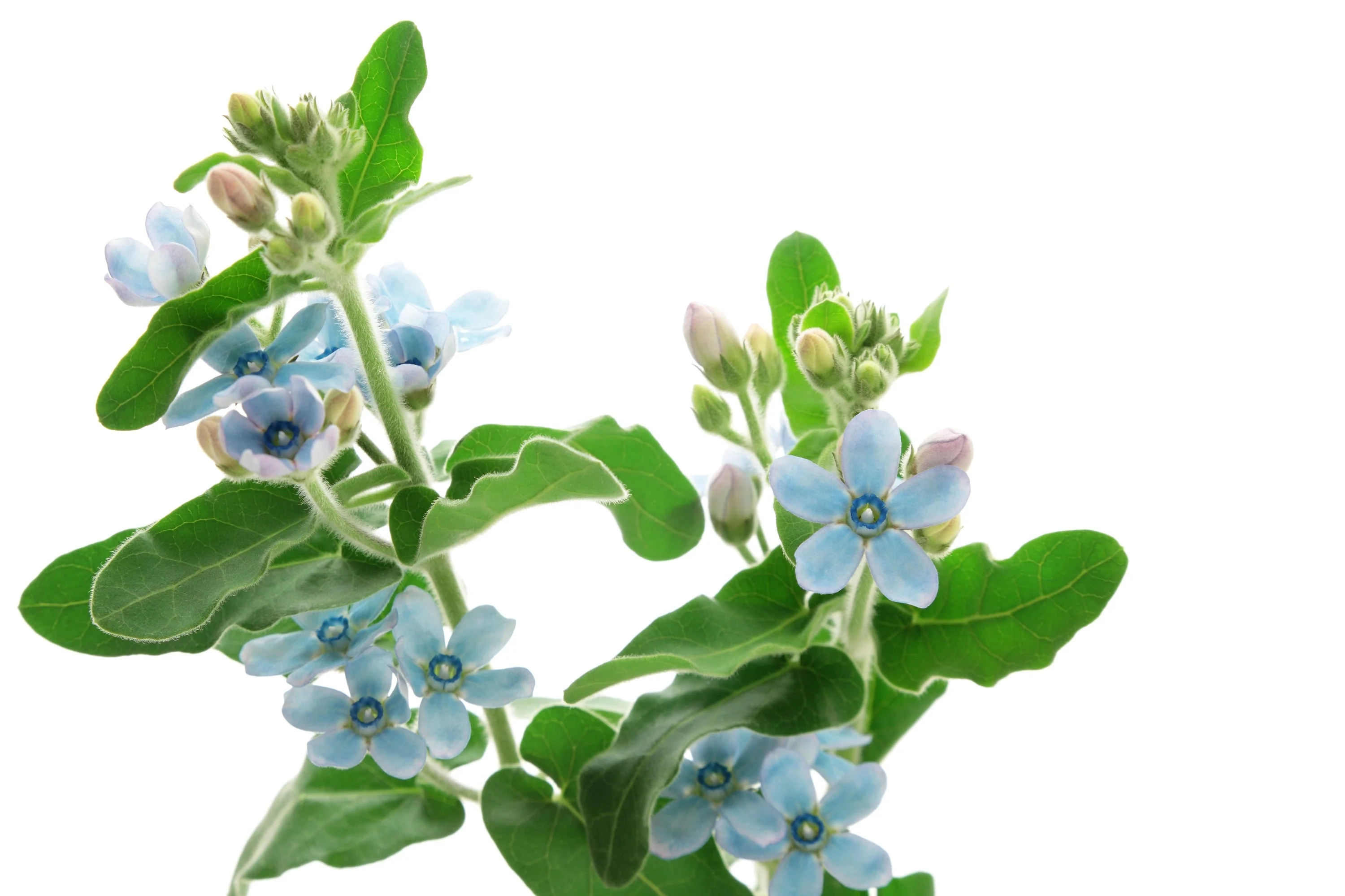 10 TWEEDIA BLUE MILKWEED Southern Star of Argentine Tweedia Caerulea syn. Oxypetalum Flower Vine Seeds - Image 8
