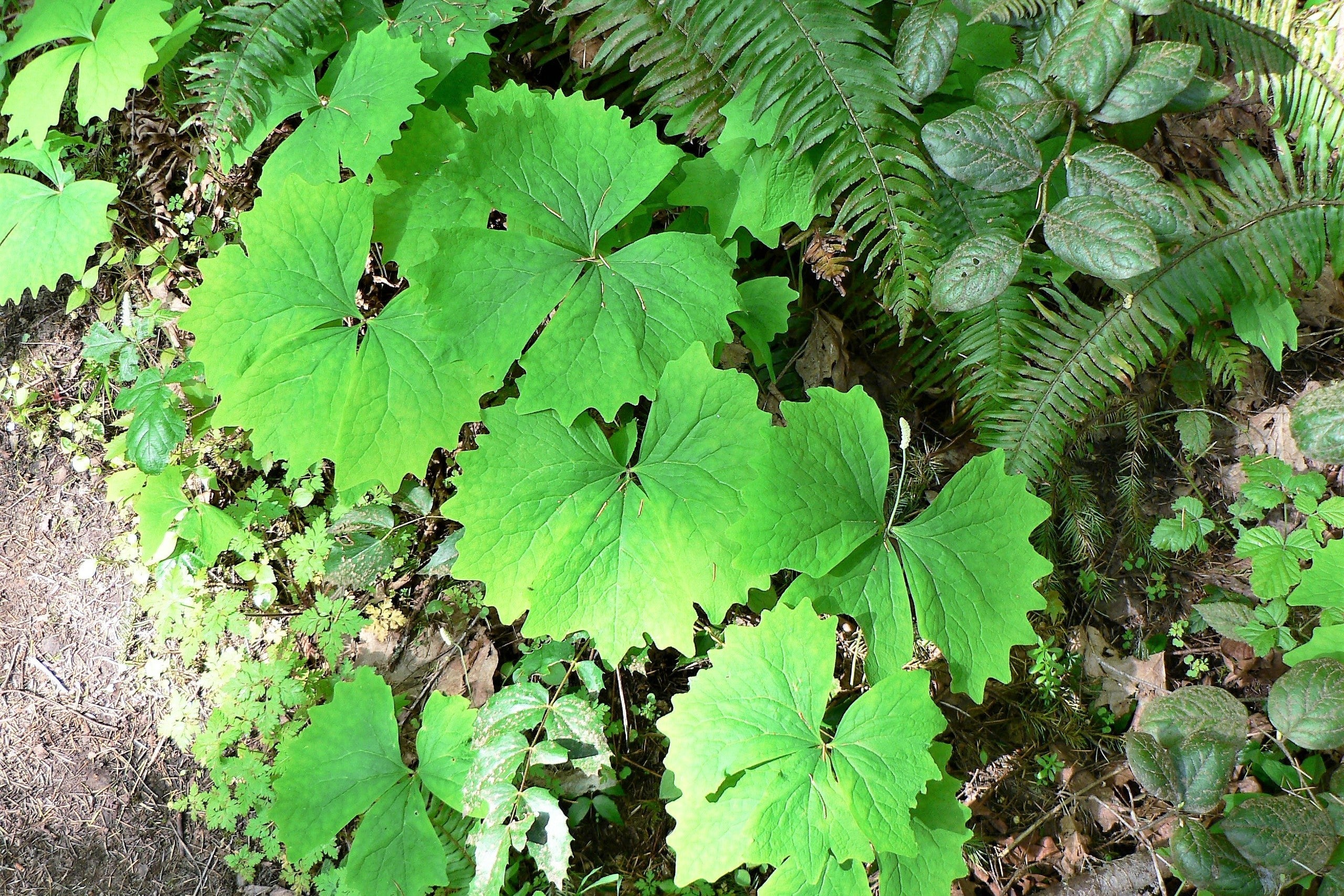 10 VANILLA LEAF Achlys Triphylla Deer Foot Vanillaleaf Fragrant Foliage White Shade Groundcover Flower Seeds - Image 9