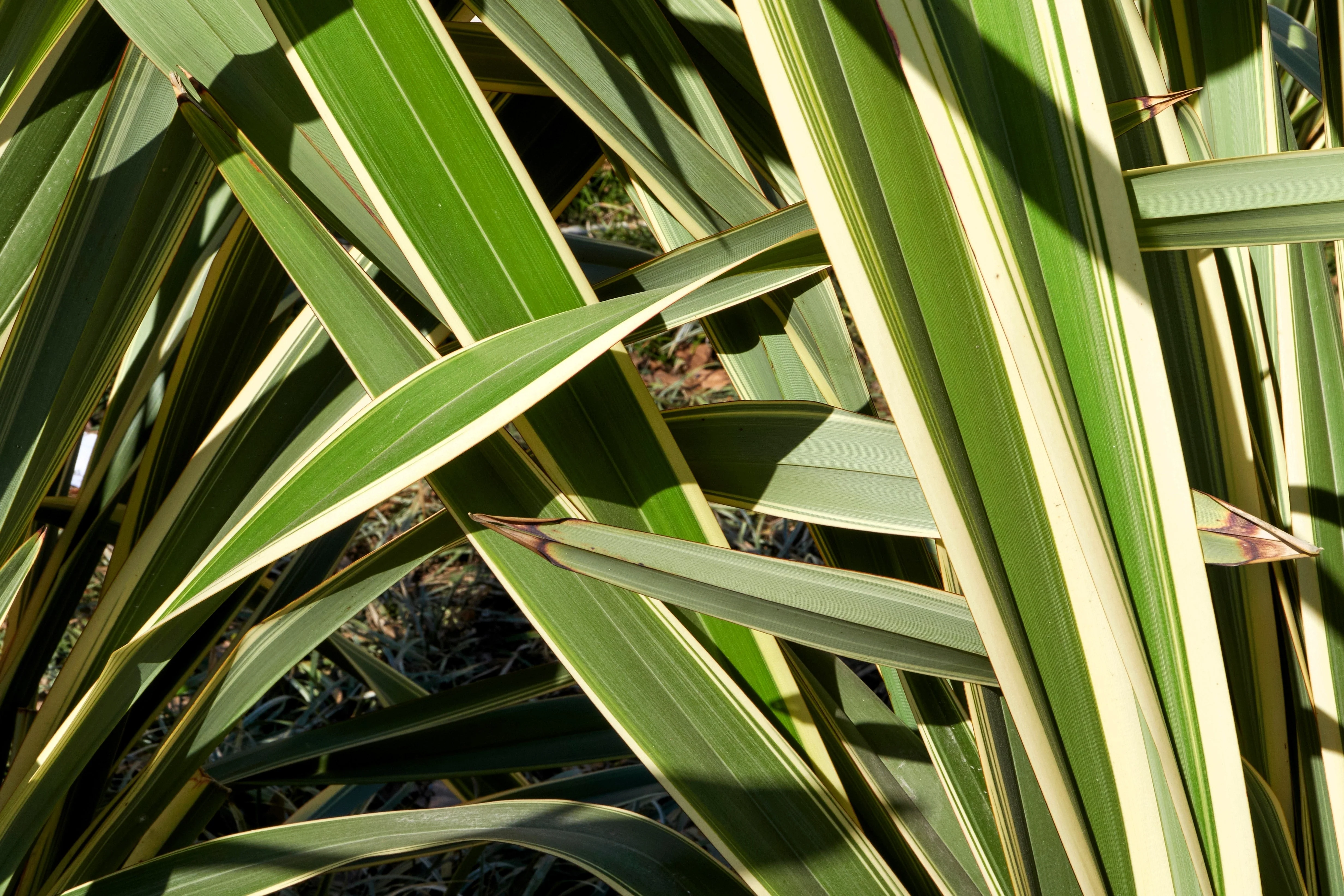 10 Variegated NEW ZEALAND FLAX Phormium Tenax Variegatum Ornamental Grass Flower Seeds - Image 12
