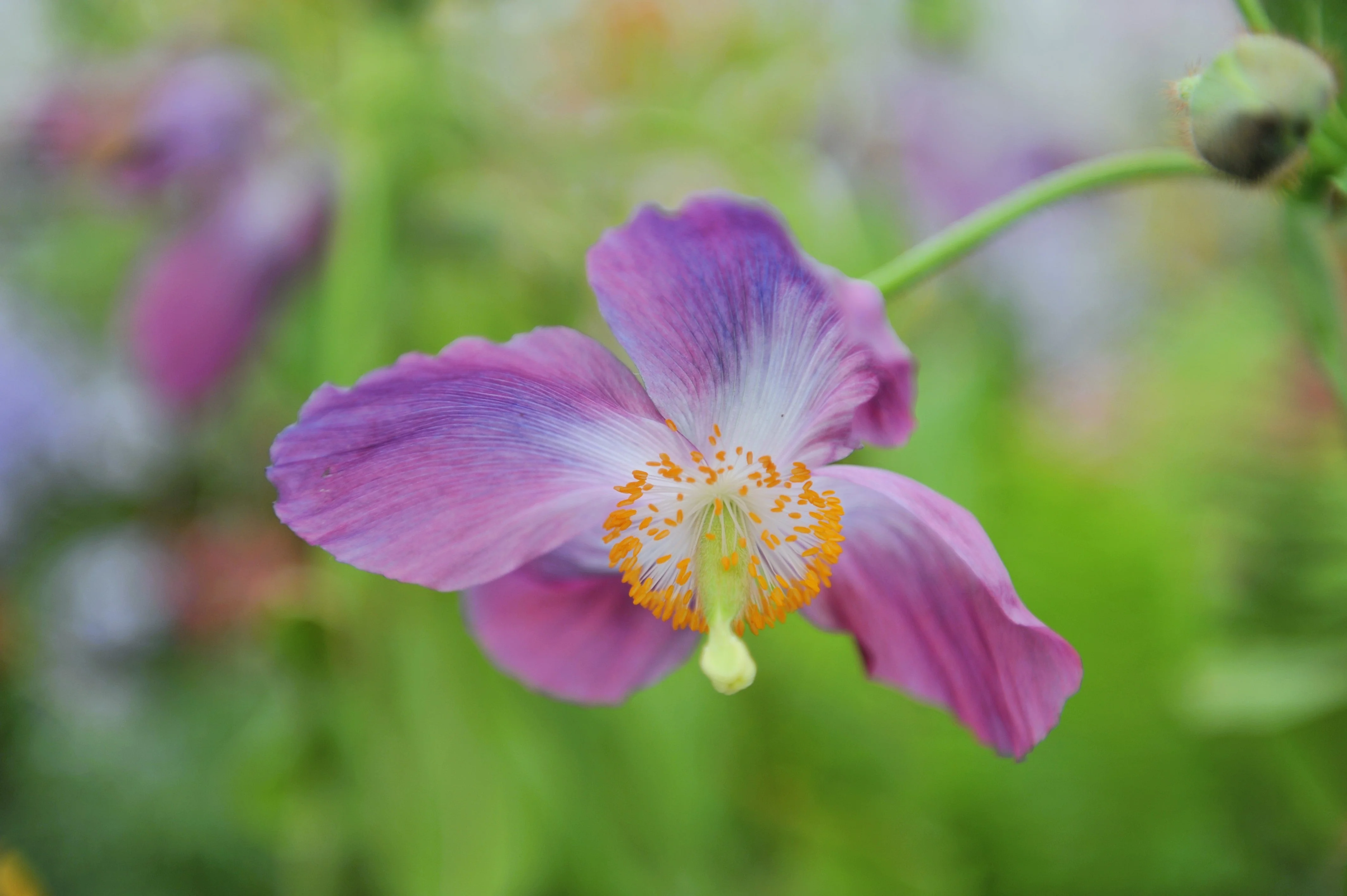 10 VIOLET HIMALAYAN POPPY Meconopsis Betonicifolia Purple Hensol Flower Seeds - Image 5
