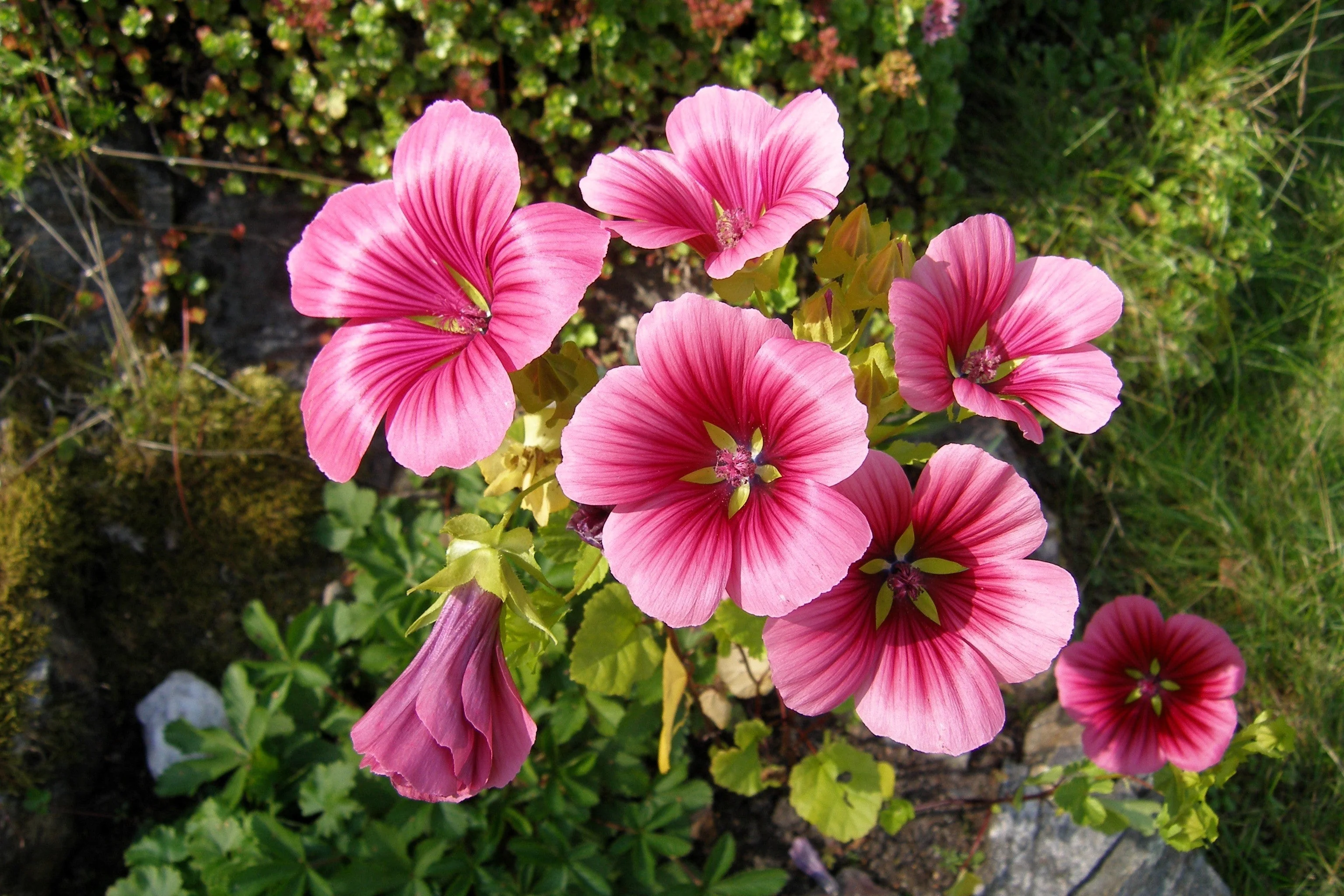 10 VULCAN MALOPE Trifida / Mallowwort / Mallow Flower Seeds - Image 4