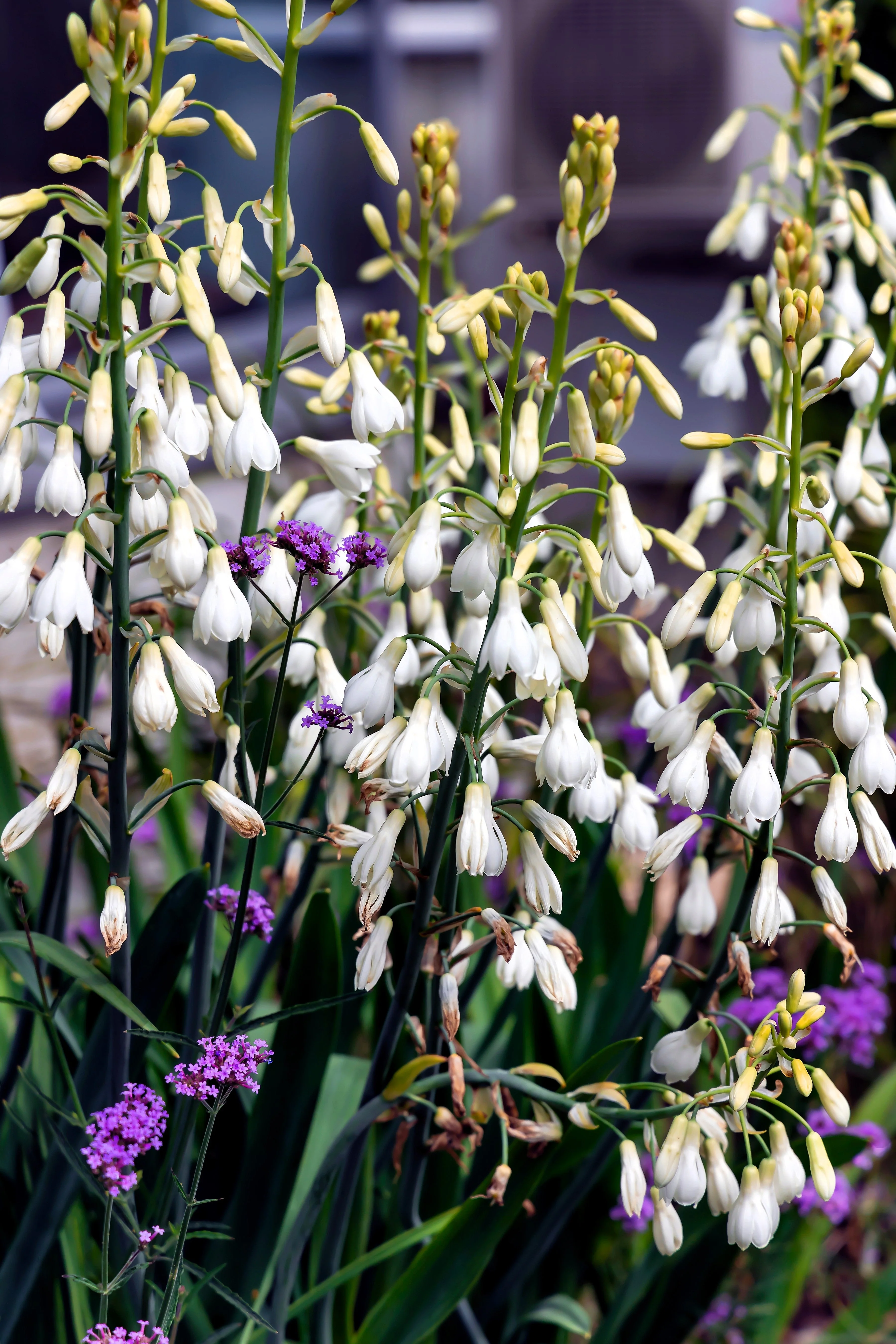 10 WHITE AFRICAN HYACINTH aka Cape or Giant Summer / Spire Lily - Ornithogalum Candicans / Galtonia / Hyacinthus Flower Seeds - Image 3
