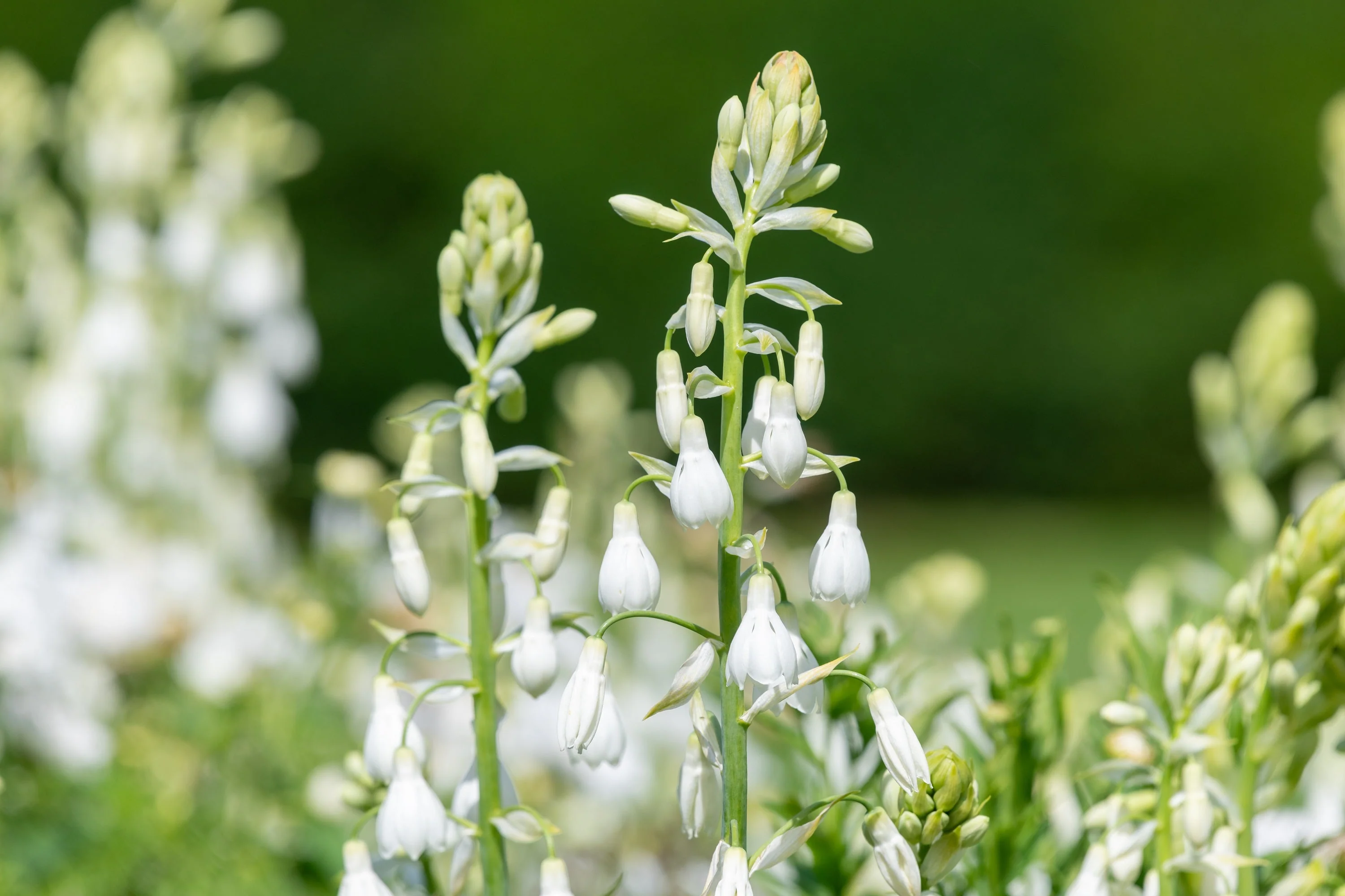 10 WHITE AFRICAN HYACINTH aka Cape or Giant Summer / Spire Lily - Ornithogalum Candicans / Galtonia / Hyacinthus Flower Seeds - Image 6