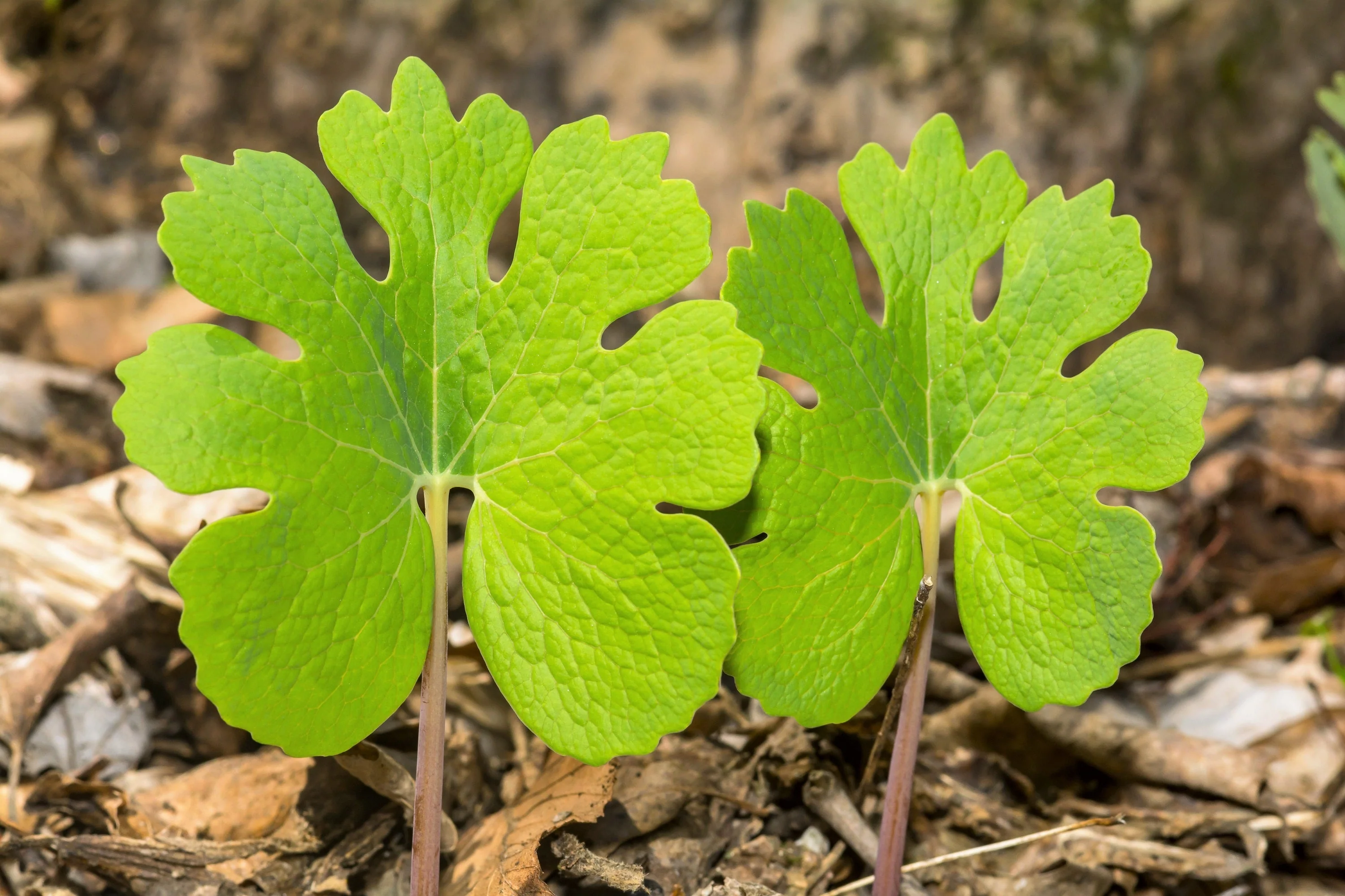 10 White BLOODROOT Sanguinaria Canadensis Shade Ground Cover Flower Seeds - Image 5