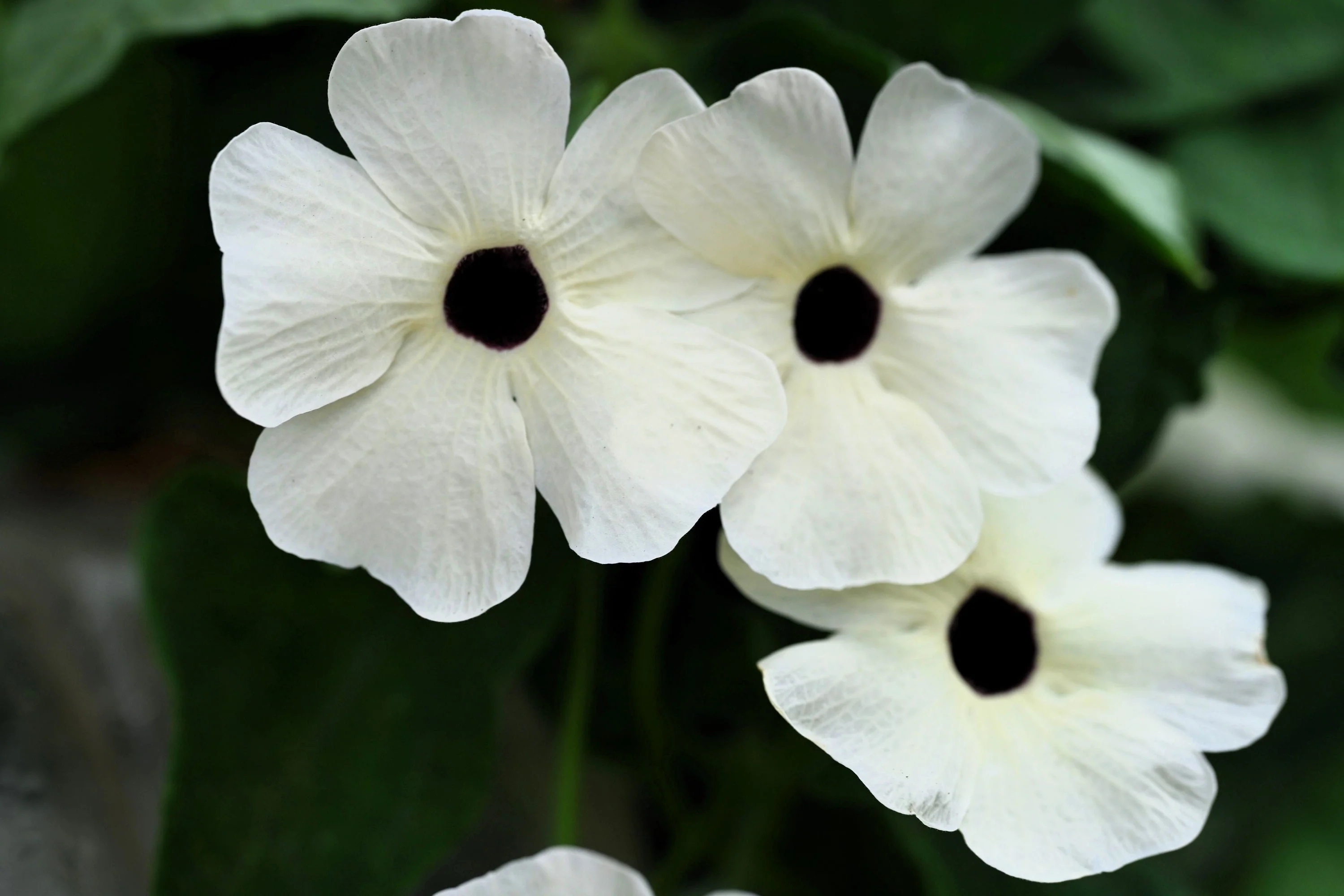 10 WHITE THUNBERGIA Alata VINE Black Eyed Susan Vine Flower Seeds - Image 2