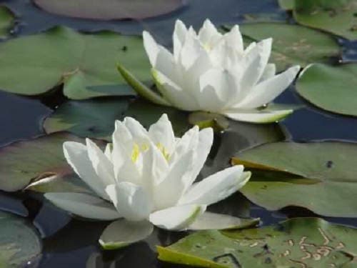10 WHITE WATER LILY / Lily Pad / Sacred Asian Water Lotus Nymphaea Ampla Flower Seeds - Image 5
