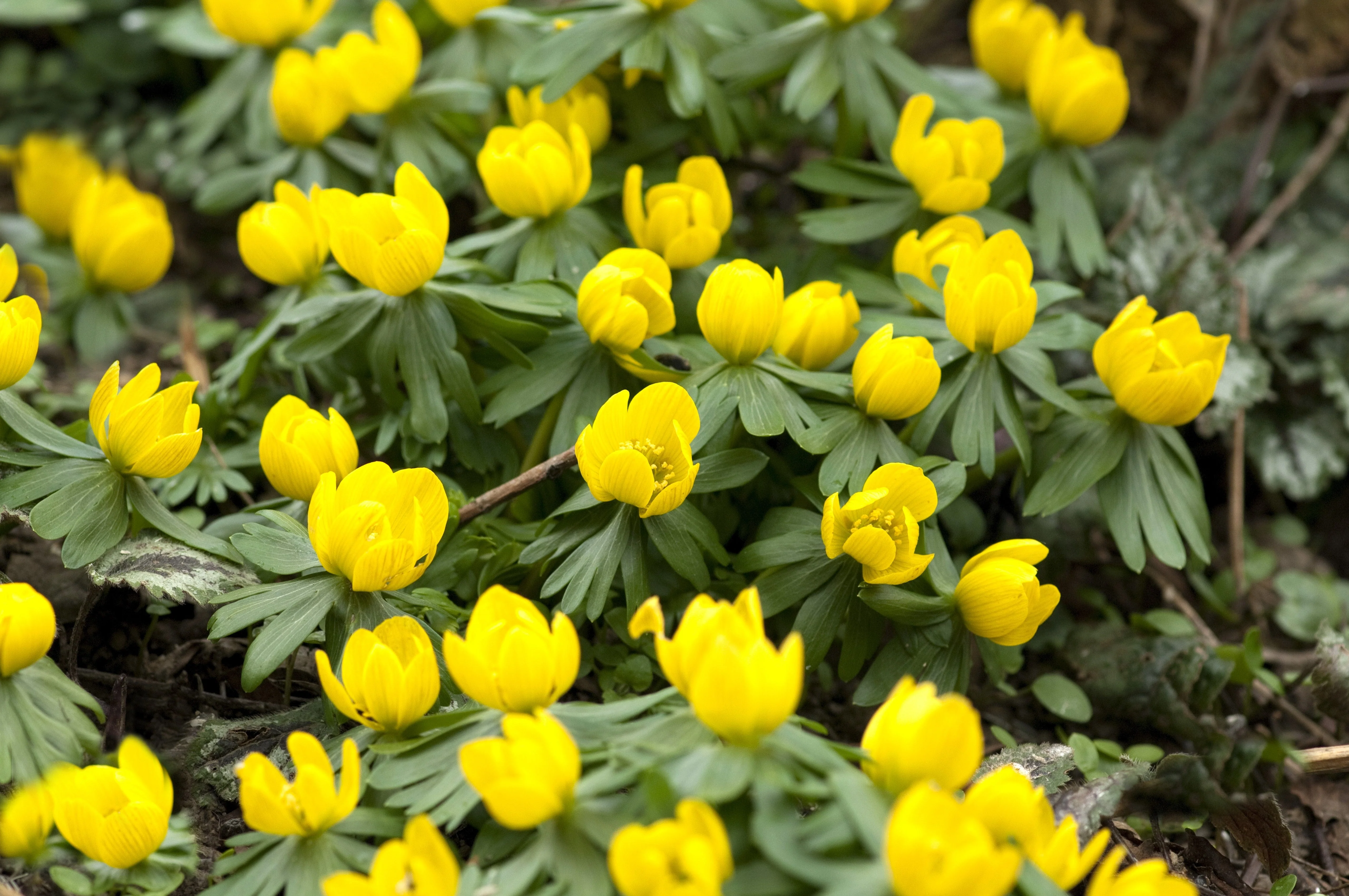 10 WINTER ACONITE Eranthis Hyemalis Yellow Sun Shade Flower Seeds - Image 4
