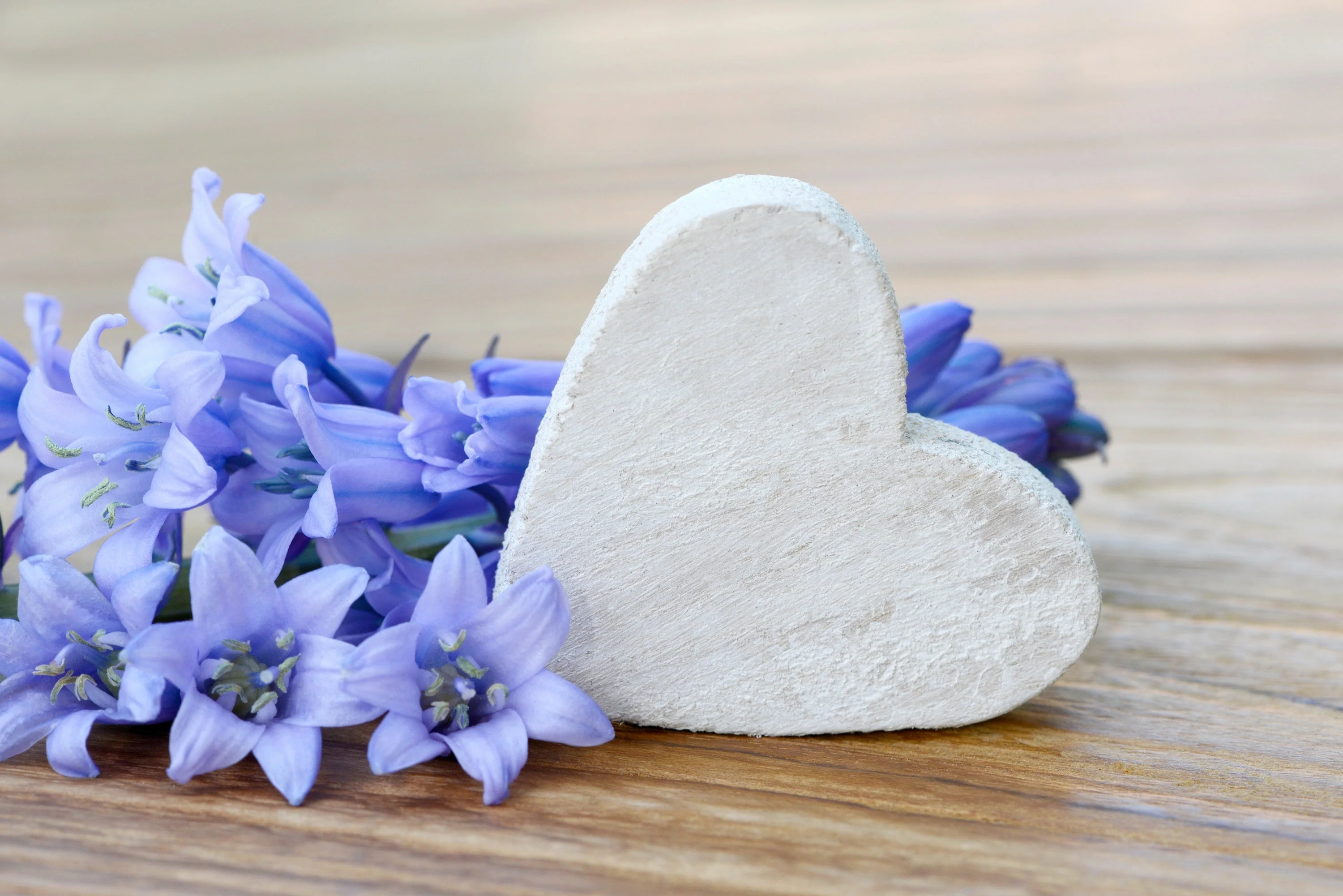 10 WOOD HYACINTH Mixed Colors English Woodland Spanish Bluebell Scilla Campanulata Hyacinthoides Hispanica Pink Purple White Flower Seeds - Image 10