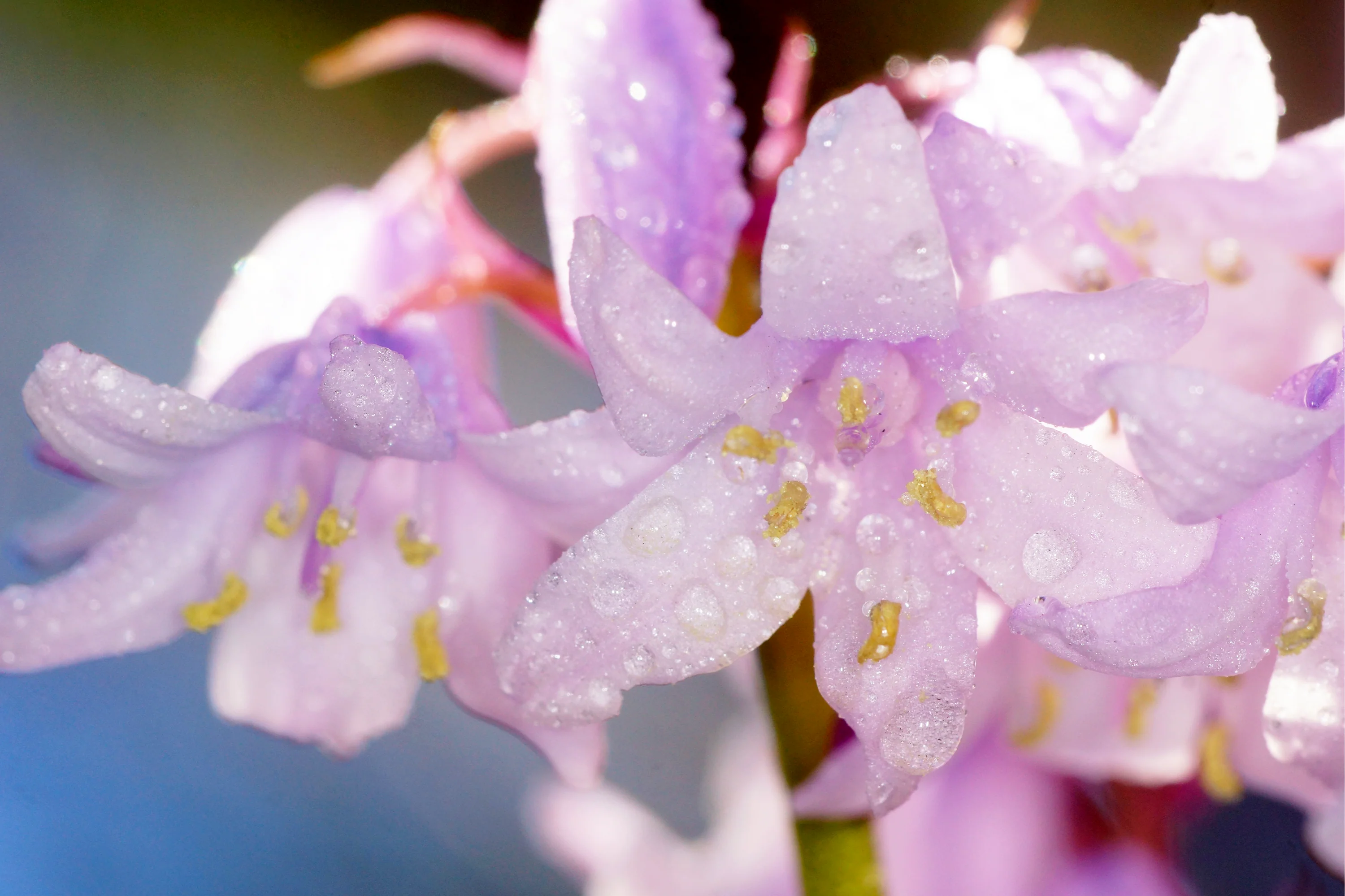 10 WOOD HYACINTH Mixed Colors English Woodland Spanish Bluebell Scilla Campanulata Hyacinthoides Hispanica Pink Purple White Flower Seeds - Image 12