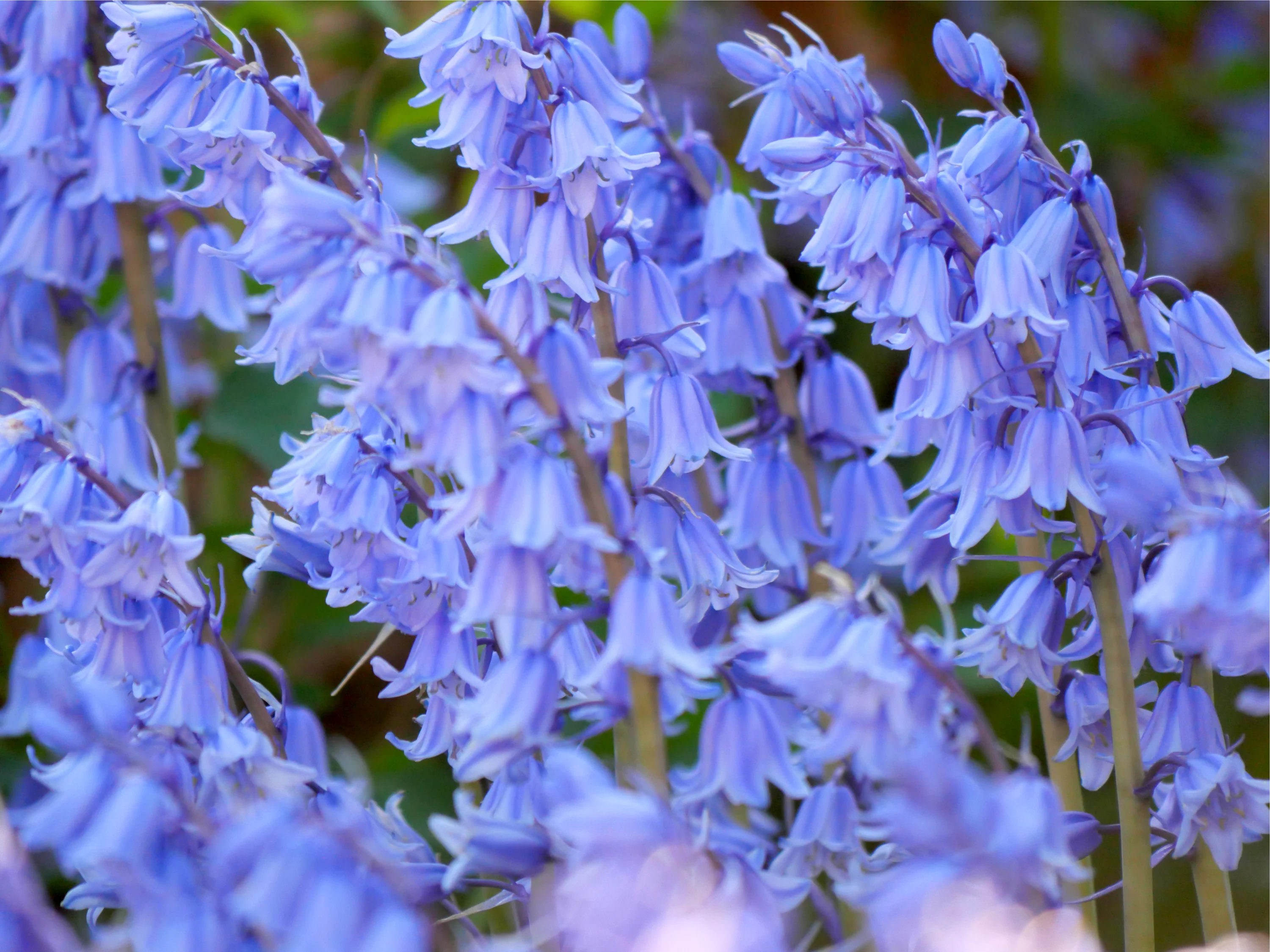 10 WOOD HYACINTH Mixed Colors English Woodland Spanish Bluebell Scilla Campanulata Hyacinthoides Hispanica Pink Purple White Flower Seeds - Image 2