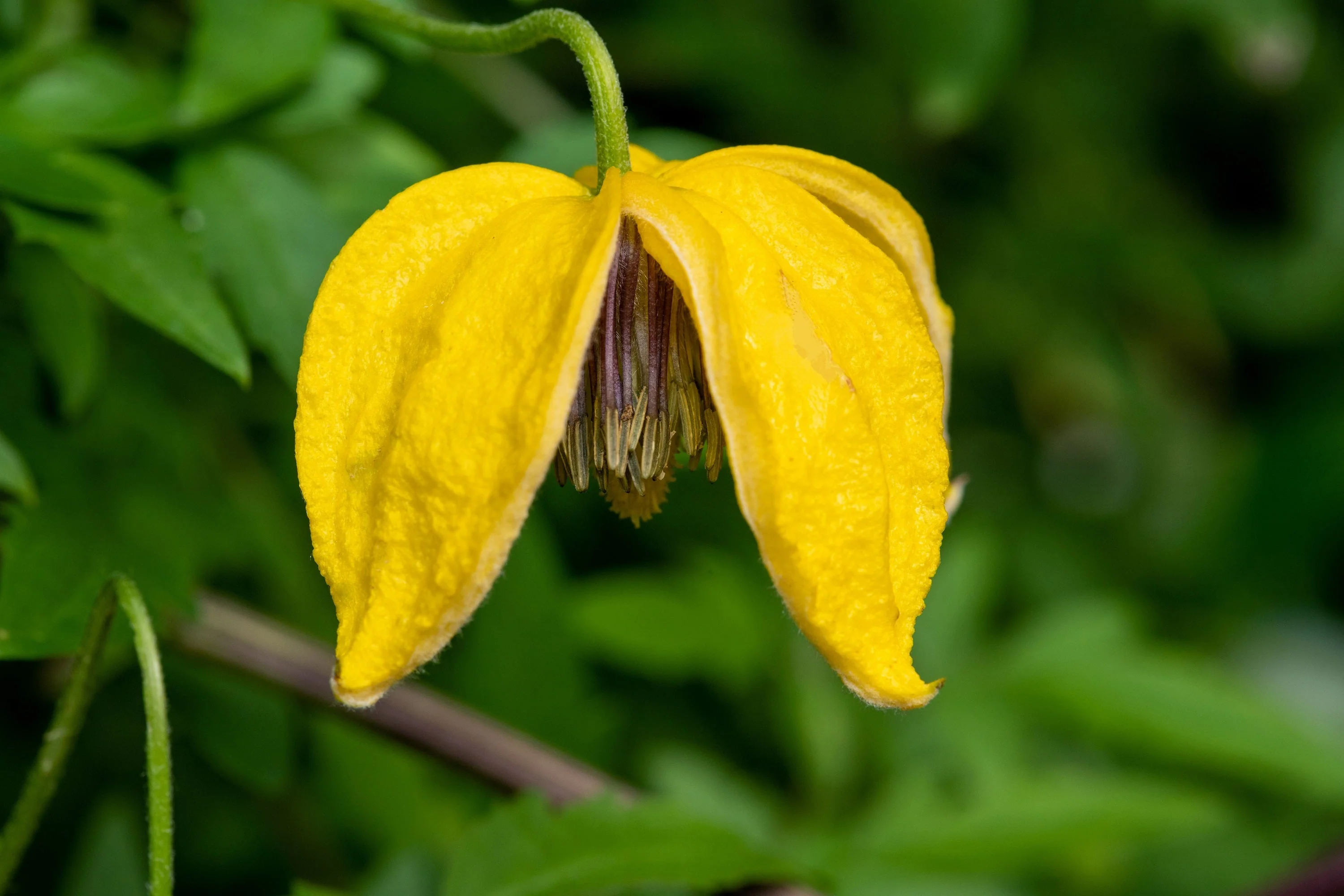 10 Yellow CLEMATIS RADAR LOVE Vine Climber Clematis Tangutica Flower Seeds - Image 4