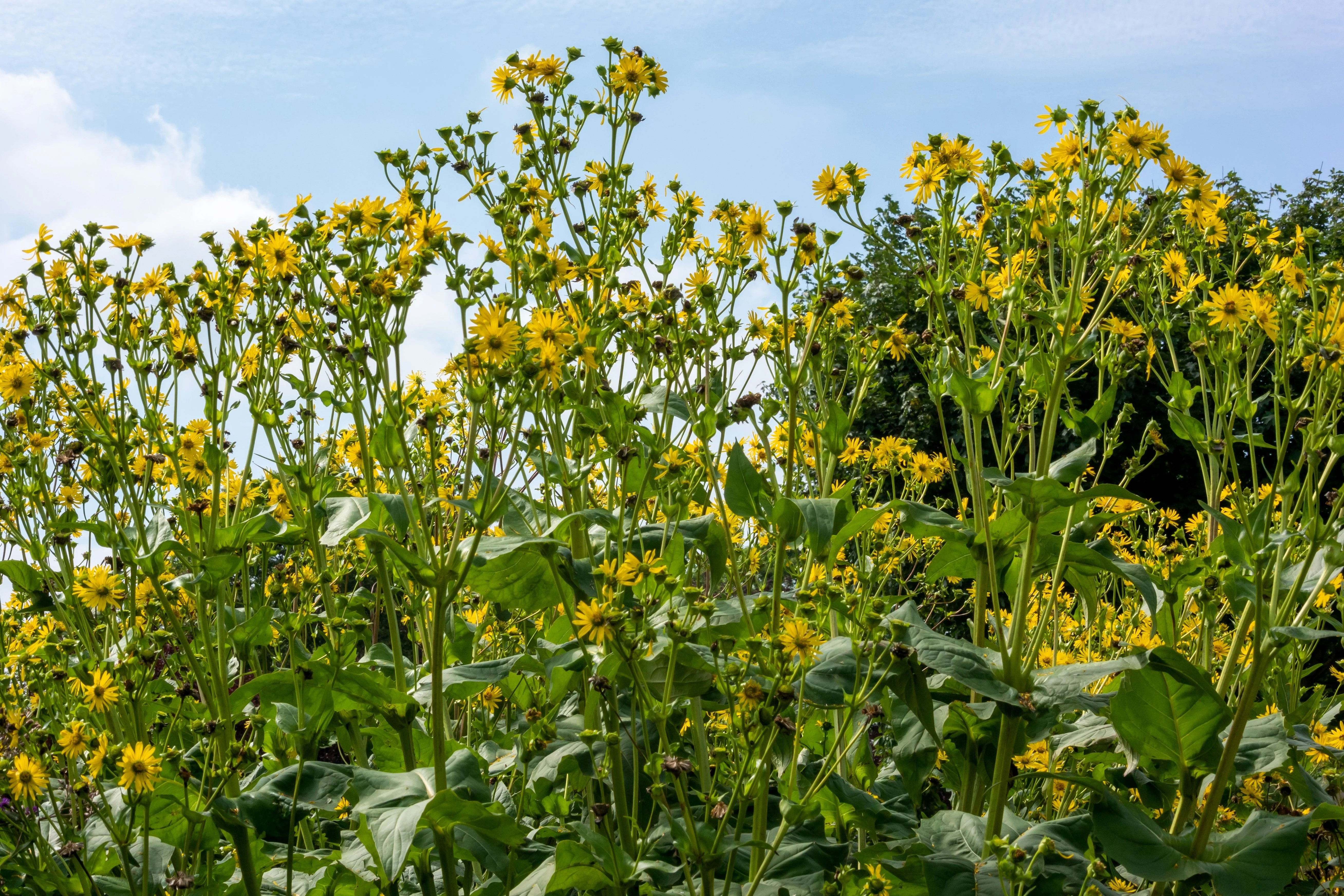 10 Yellow COMPASS PLANT Silphium Laciniatum Prairie Compassplant 4" Flower Seeds - Image 6