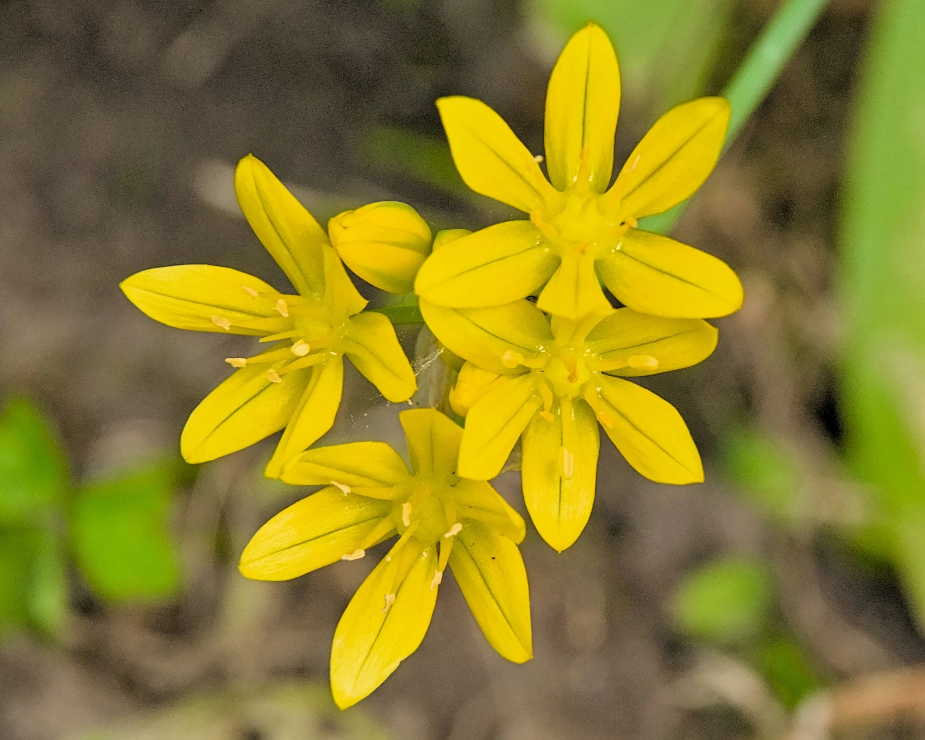 10 YELLOW EYED GRASS Ornamental Sisyrinchium Californicum Flower Seeds - Image 2