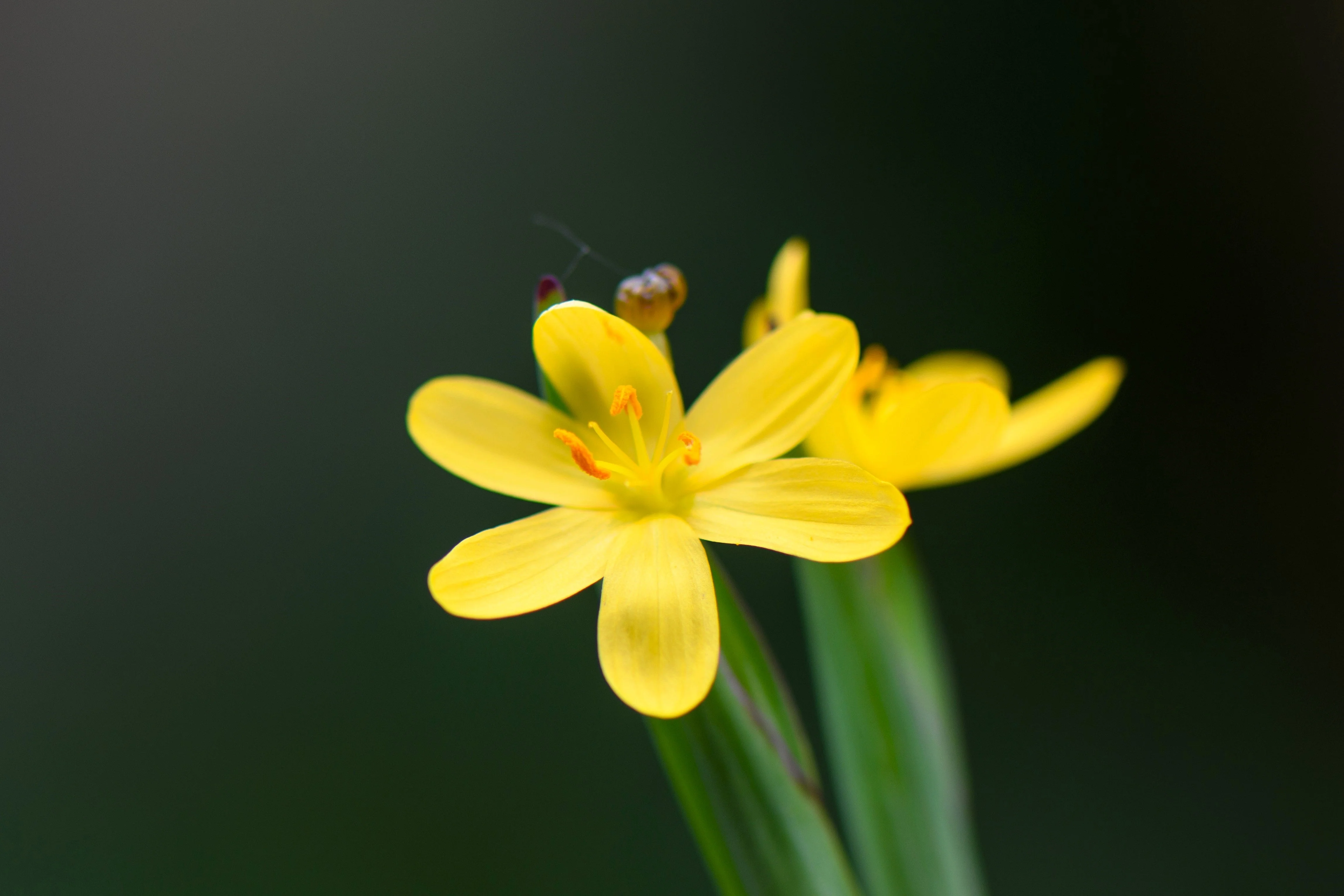 10 YELLOW EYED GRASS Ornamental Sisyrinchium Californicum Flower Seeds - Image 5
