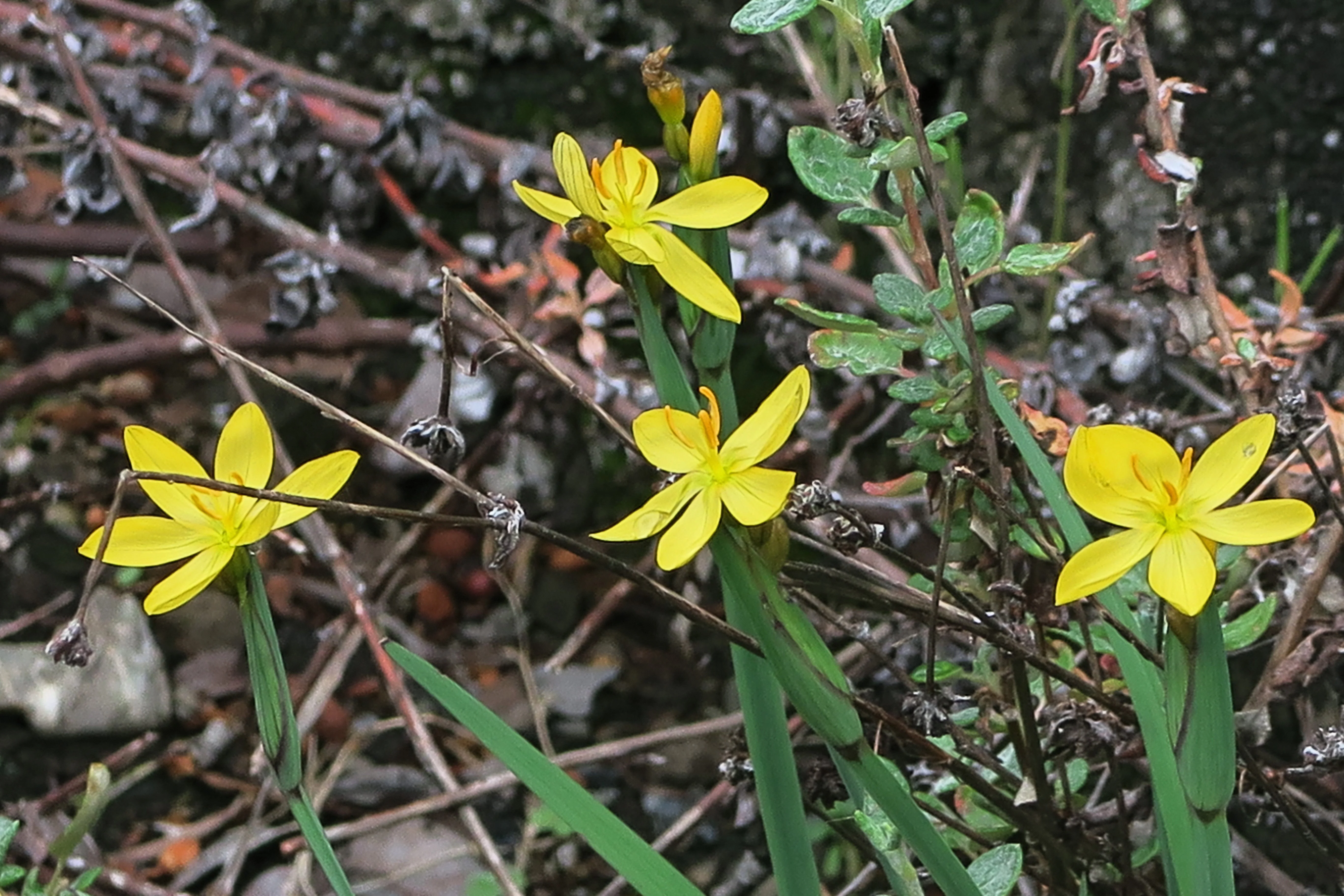 10 YELLOW EYED GRASS Ornamental Sisyrinchium Californicum Flower Seeds - Image 7